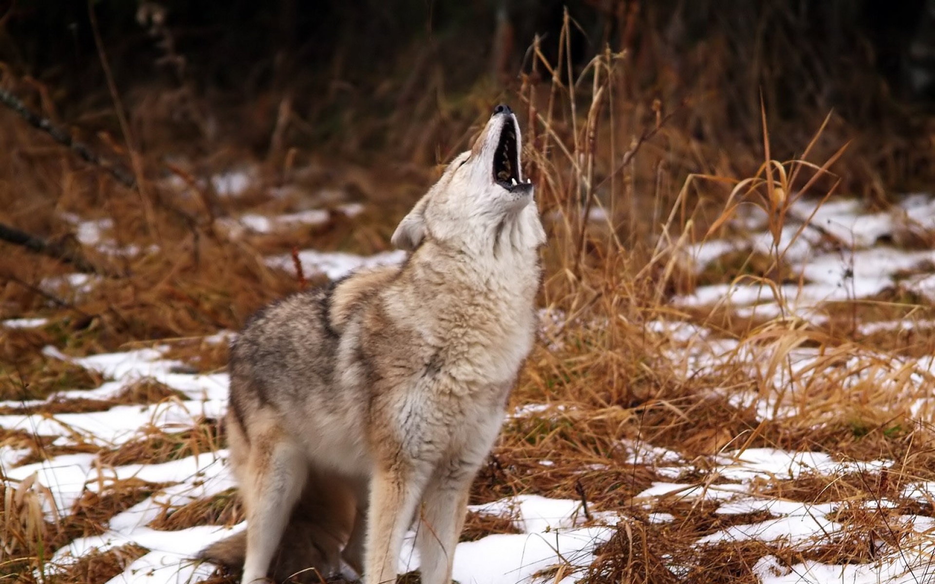 野生动物,狼,儿童桌面专用