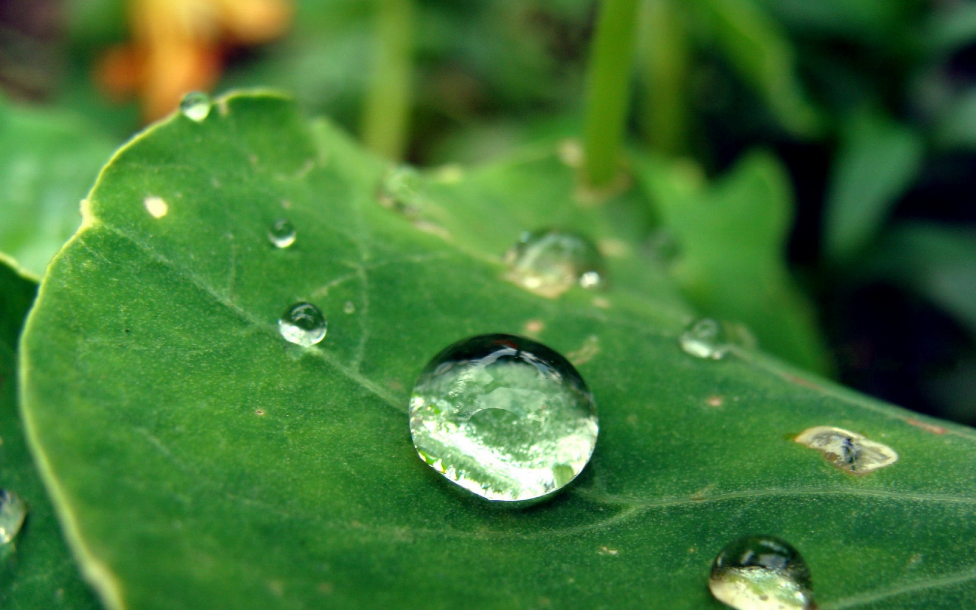 小清新,护眼壁纸,绿色,儿童桌面专用