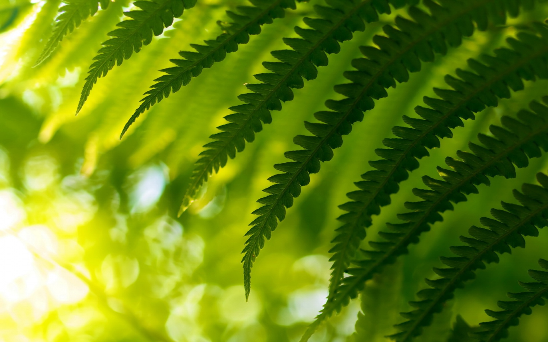 小清新,护眼壁纸,绿色,儿童桌面专用