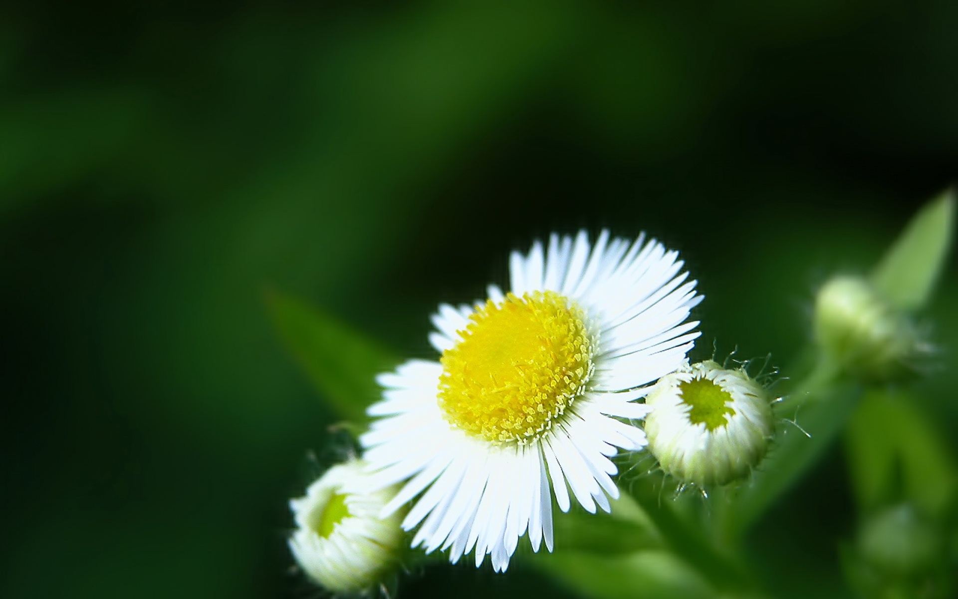 小清新,清新淡雅,花卉,儿童桌面专用