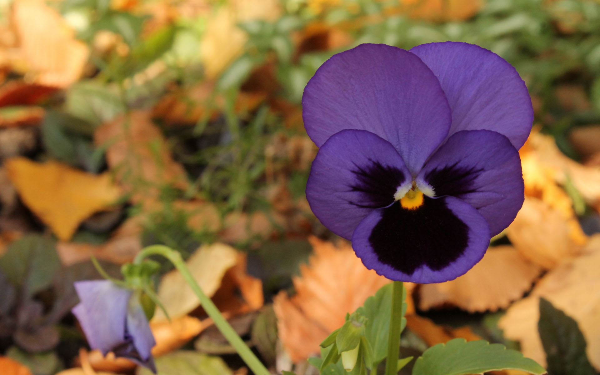 兰花,花卉,紫罗兰,清新淡雅,儿童桌面专用