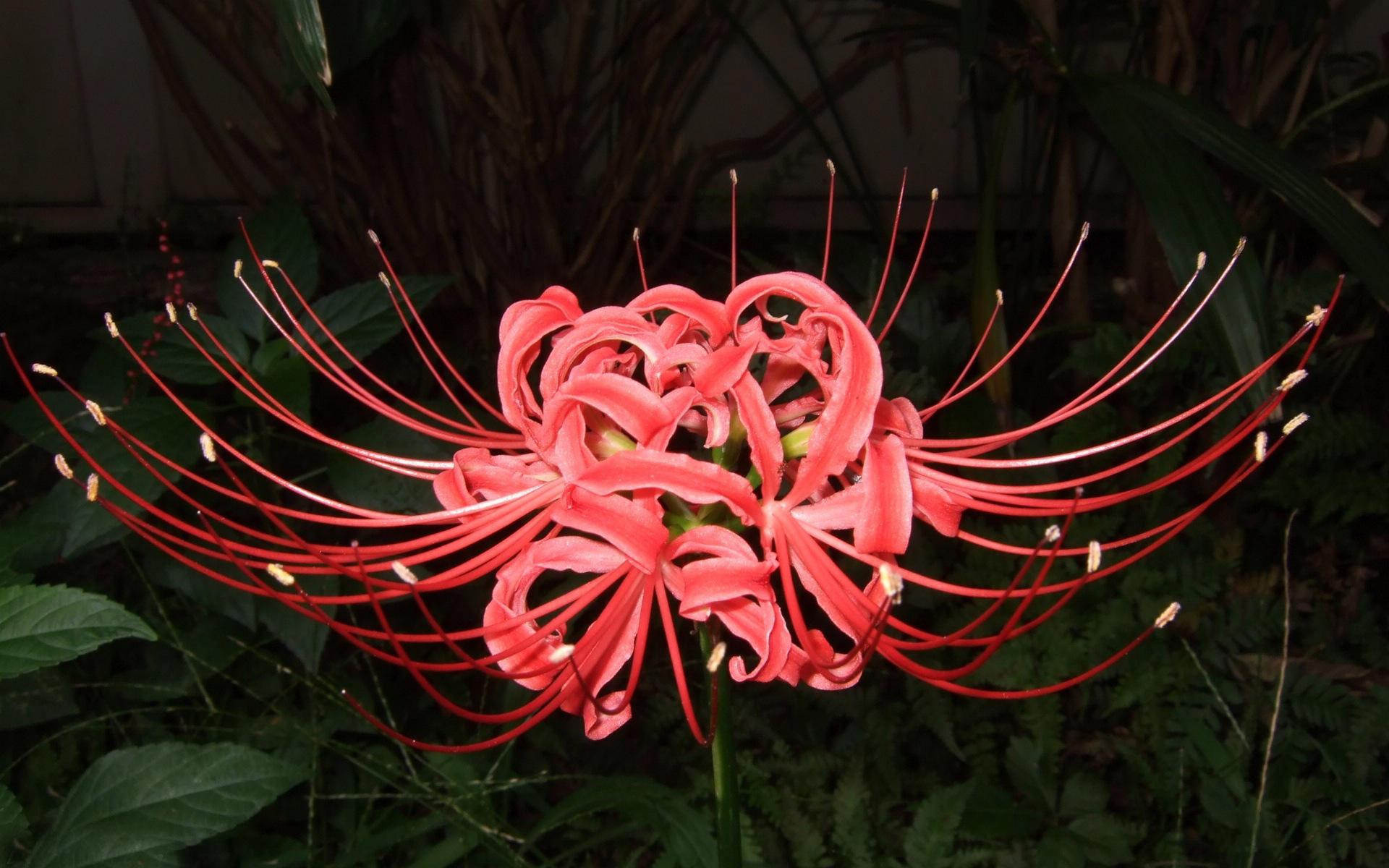 彼岸花,曼珠沙华,鸟语花香