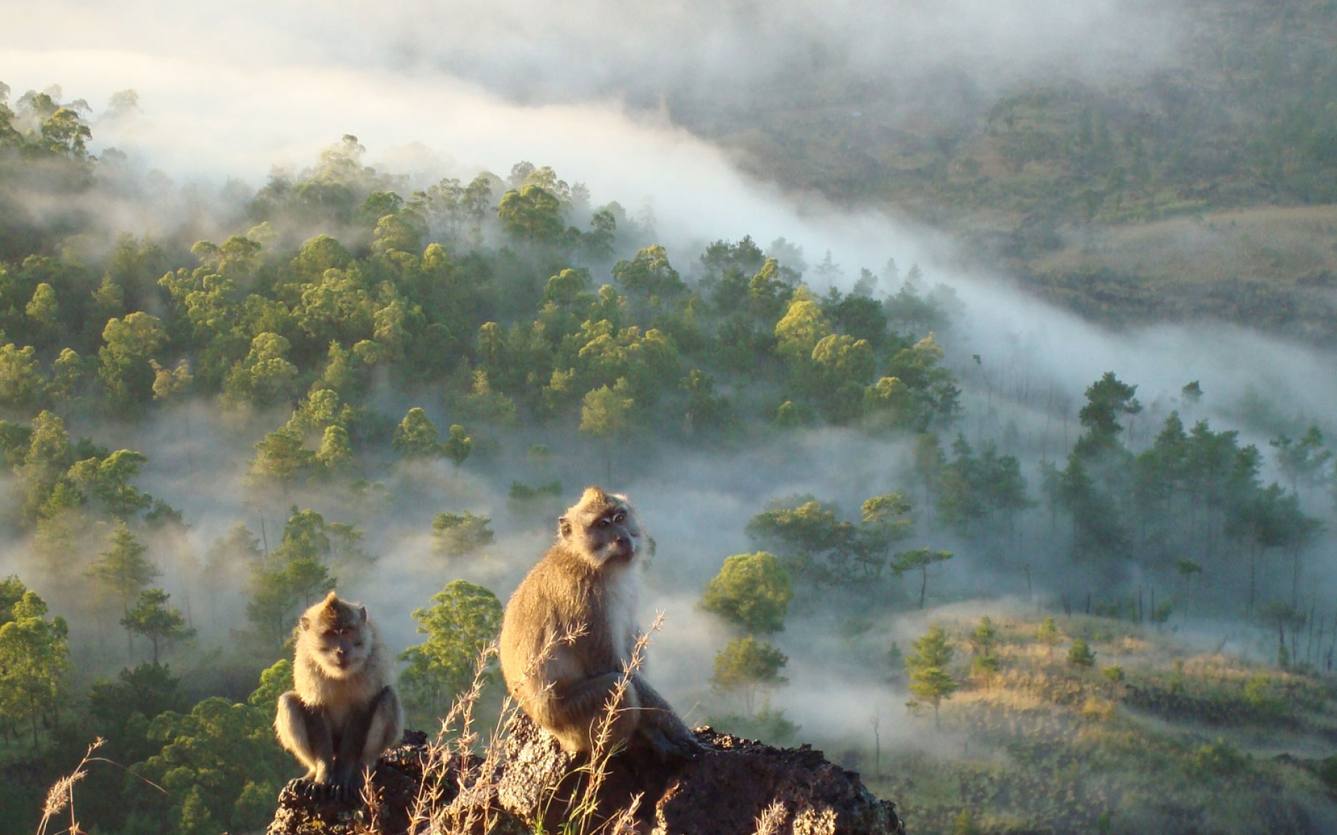 世界地理,动物,高清,2012Y十一月03D,儿童桌面专用