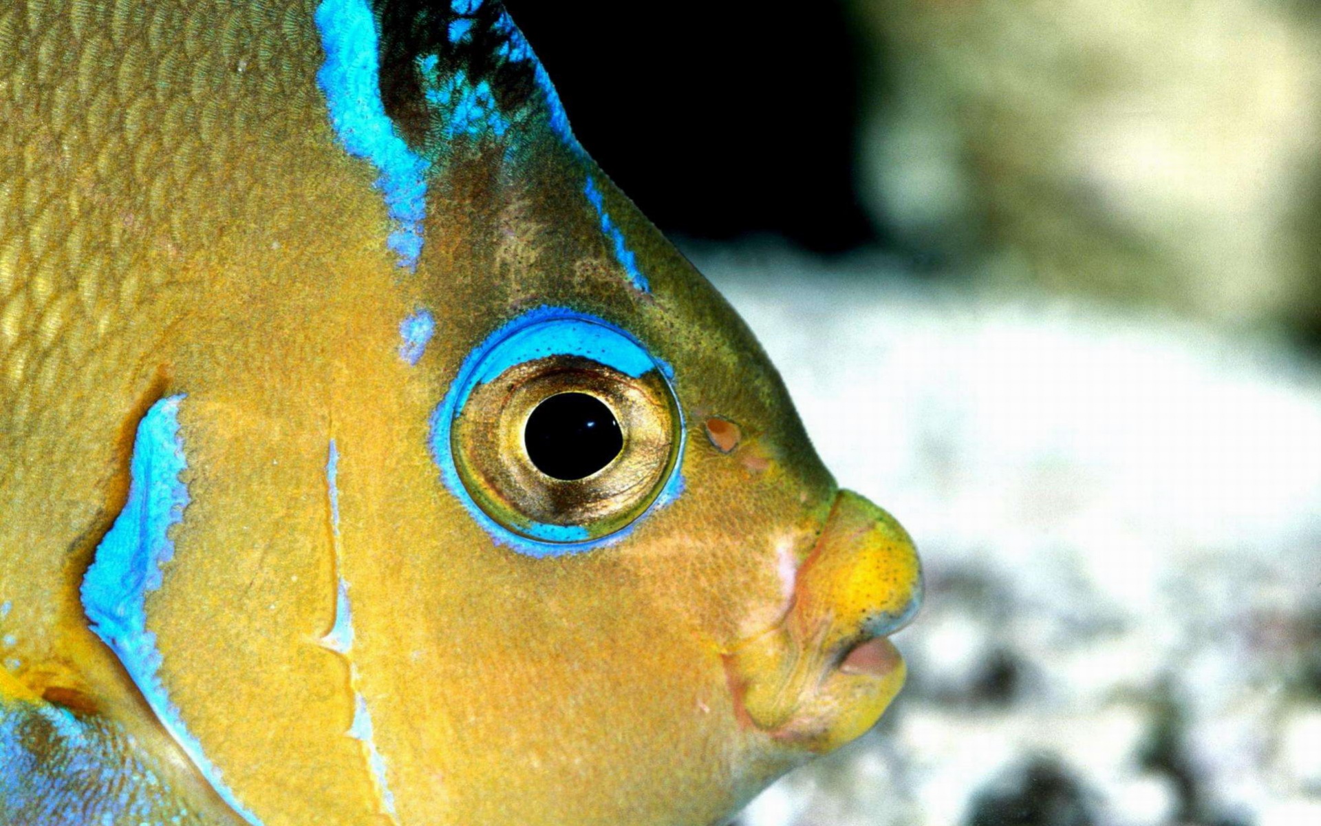 萌宠,鱼,海底世界,儿童桌面专用