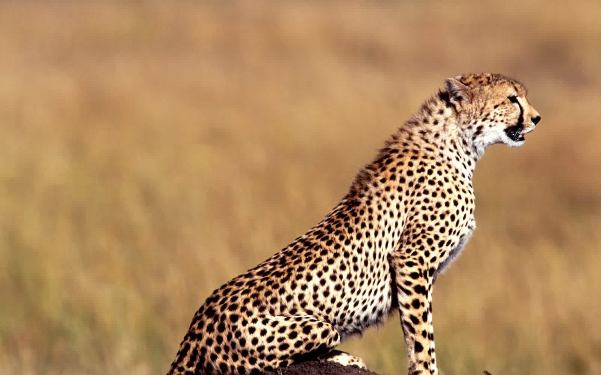 猫科,野兽,动物,狮子,老虎,2012Y十一月03D,儿童桌面专用