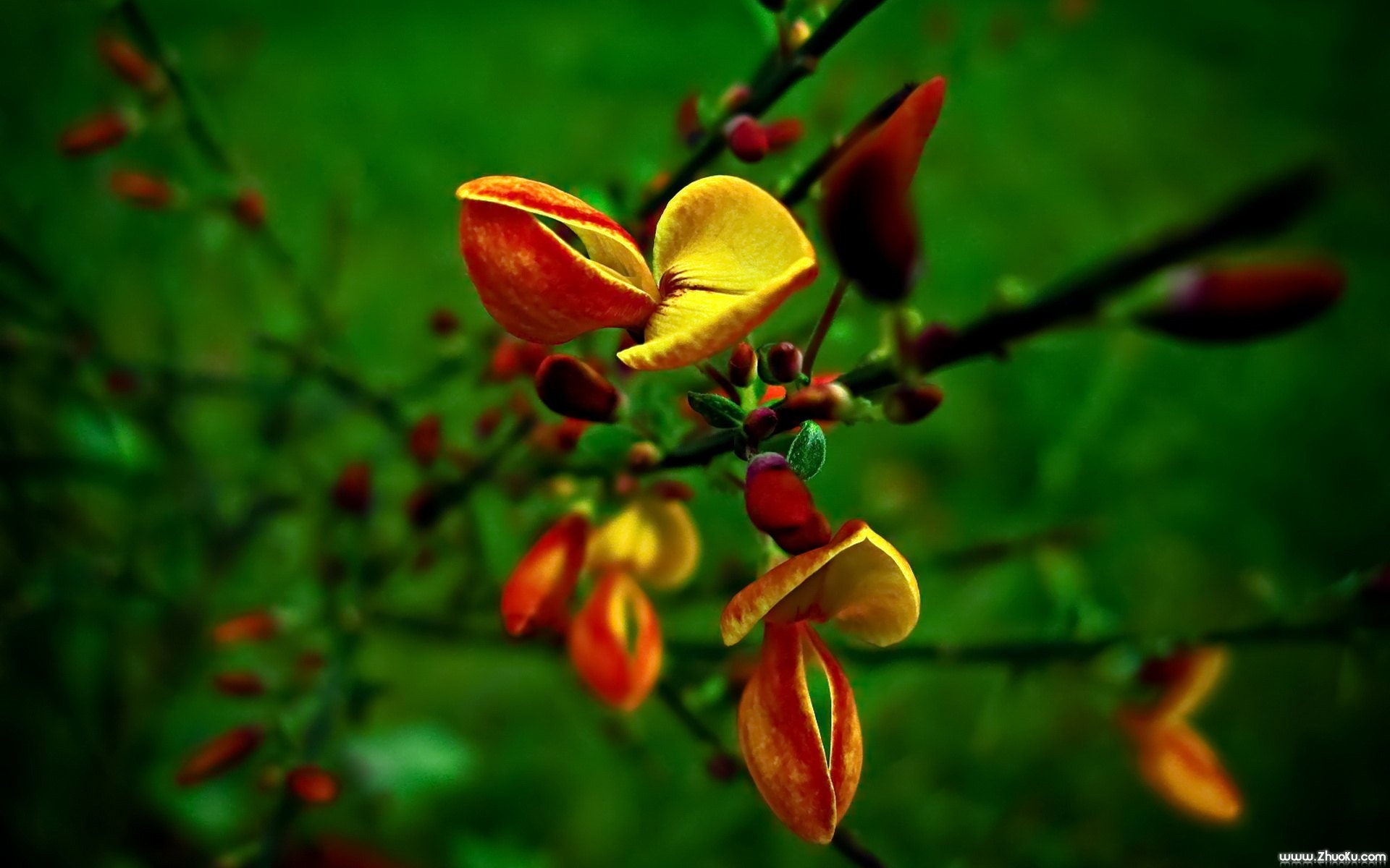小清新,静物写真,静物,花卉,儿童桌面专用