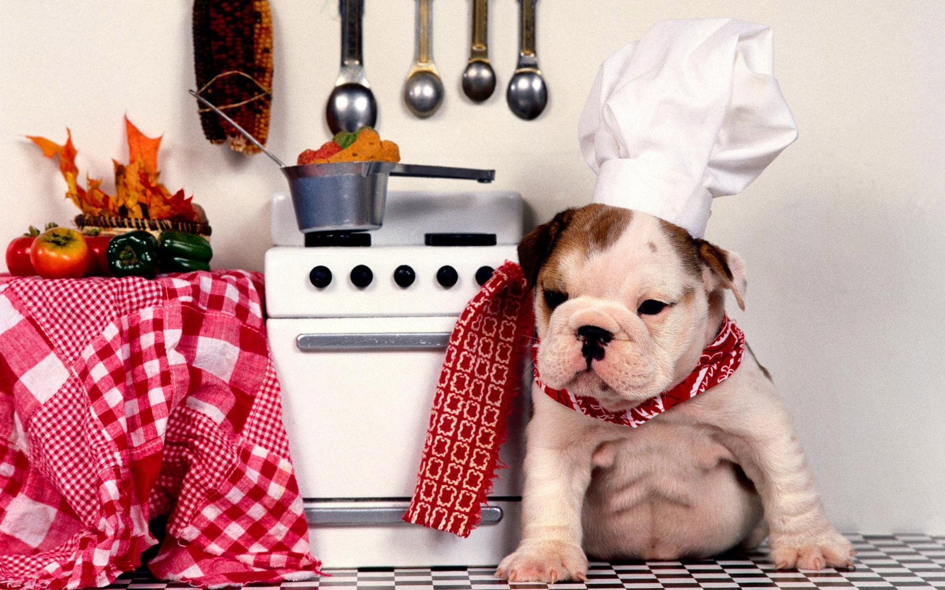 卖萌图,狗狗,儿童桌面专用