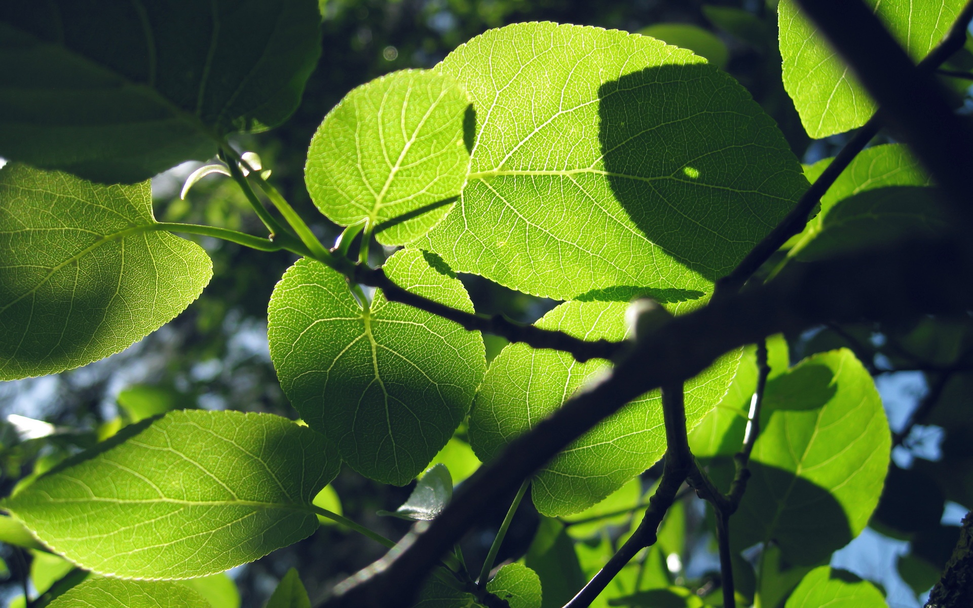 小清新,护眼壁纸,绿色,绿叶,儿童桌面专用