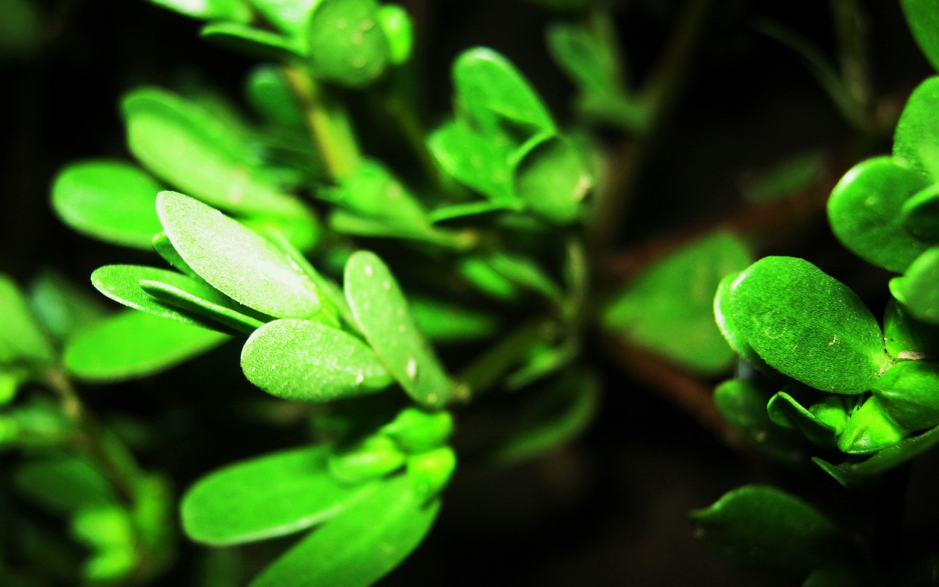 小清新,舒缓压力,绿色,儿童桌面专用