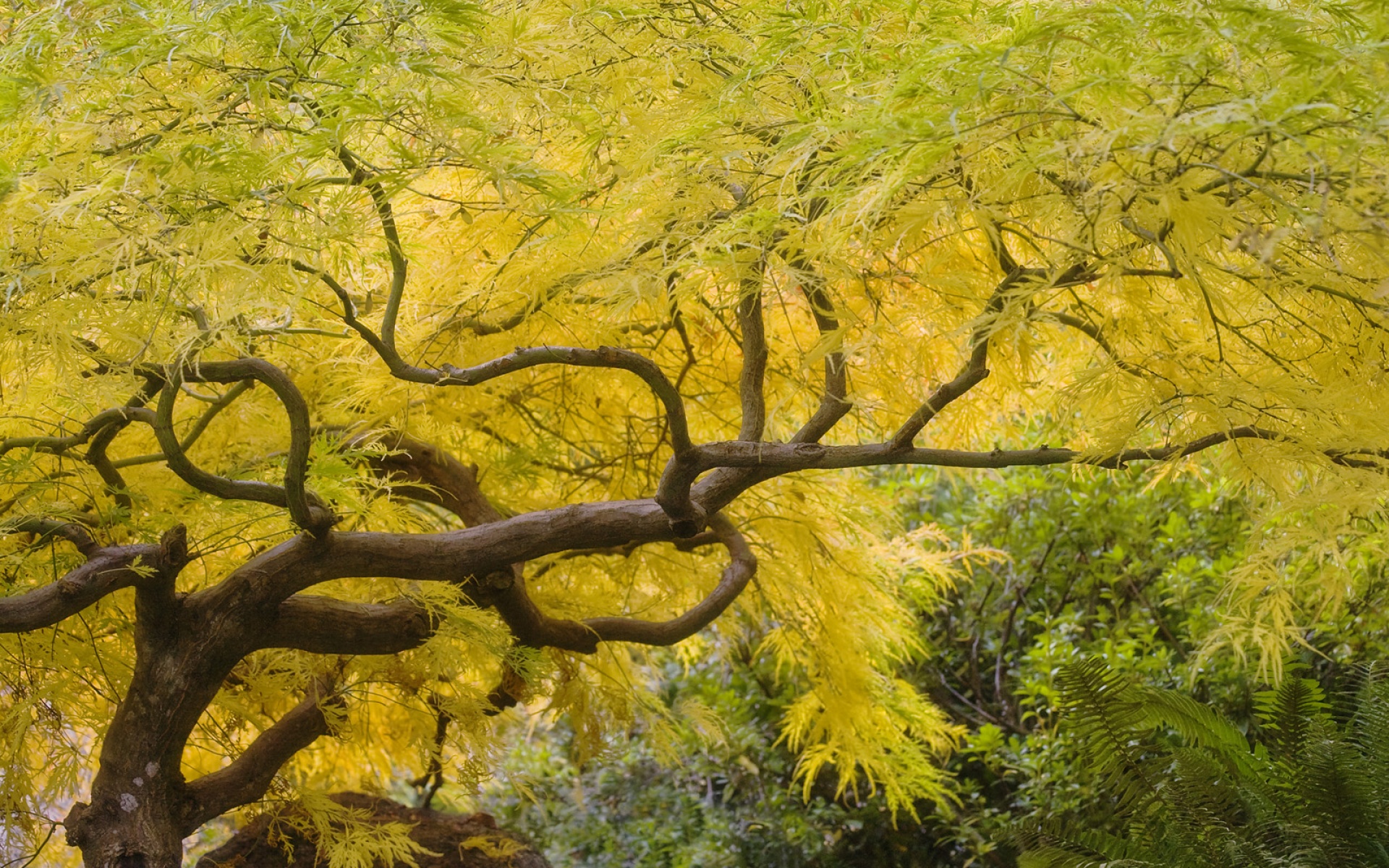 Webshots,2010年,十一月,精美,风光,动物,摄影,2012Y十月31D,儿童桌面专用