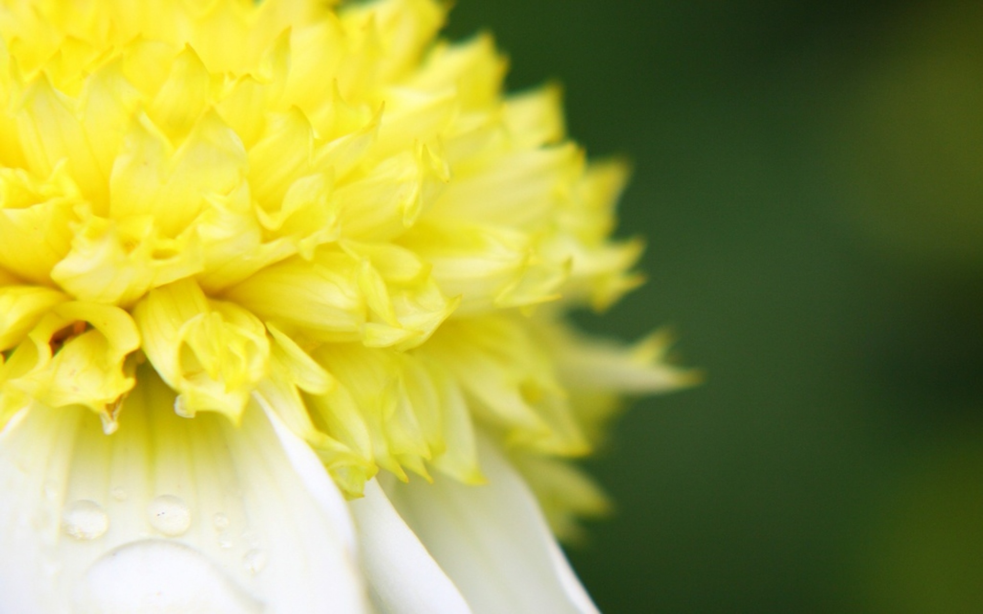 小清新,静物写真,菊花,植物,儿童桌面专用