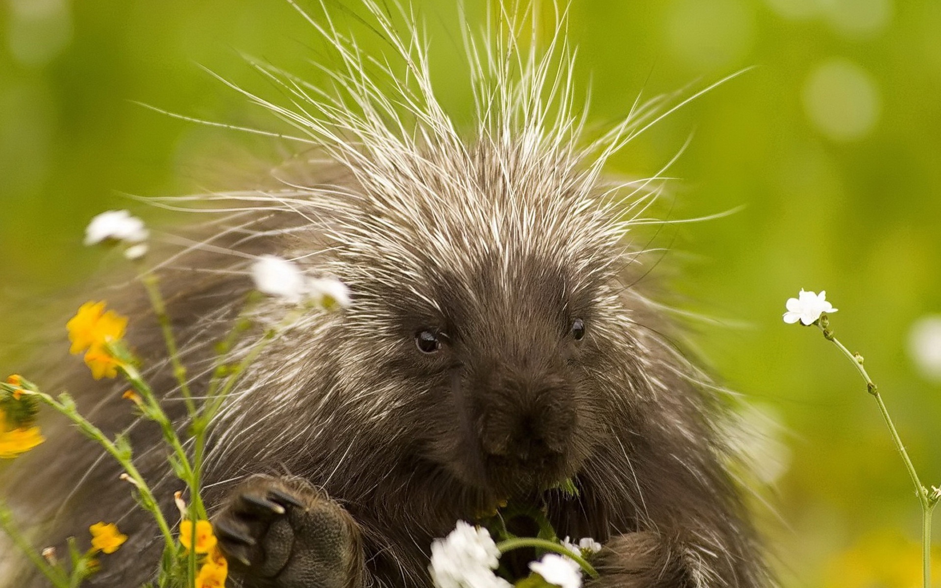 精美,动物,高清,宽屏,2012Y十一月03D,儿童桌面专用