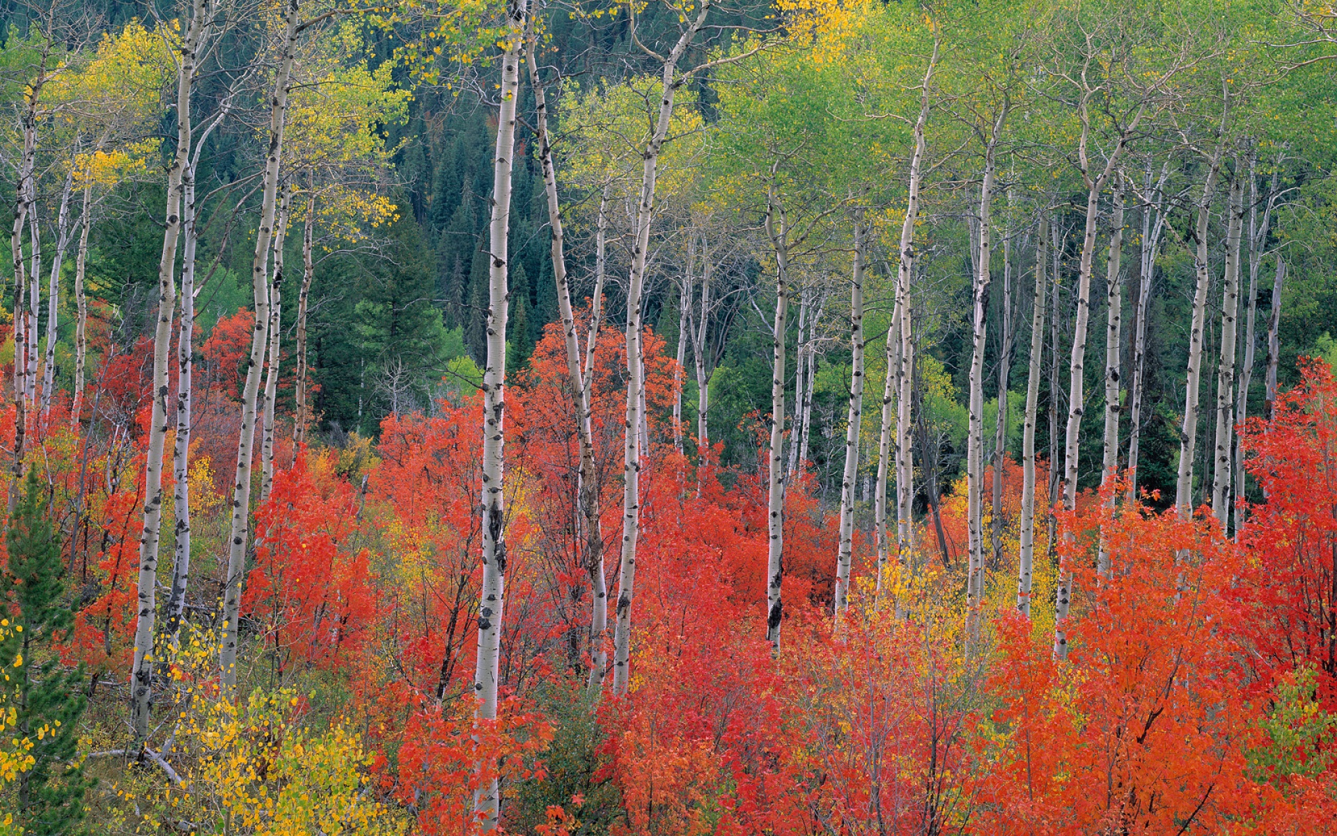 Webshots,2010年,十一月,精美,风光,动物,摄影,2012Y十月31D,儿童桌面专用