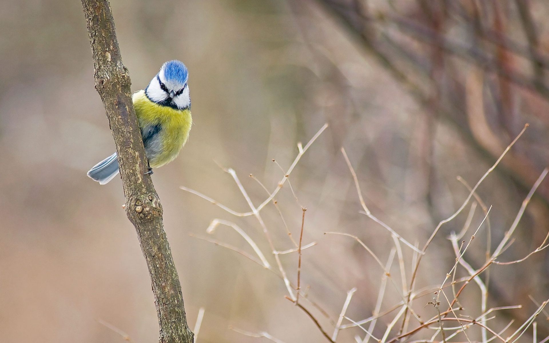 萌宠,古灵精怪,2012Y十一月02D,儿童桌面专用