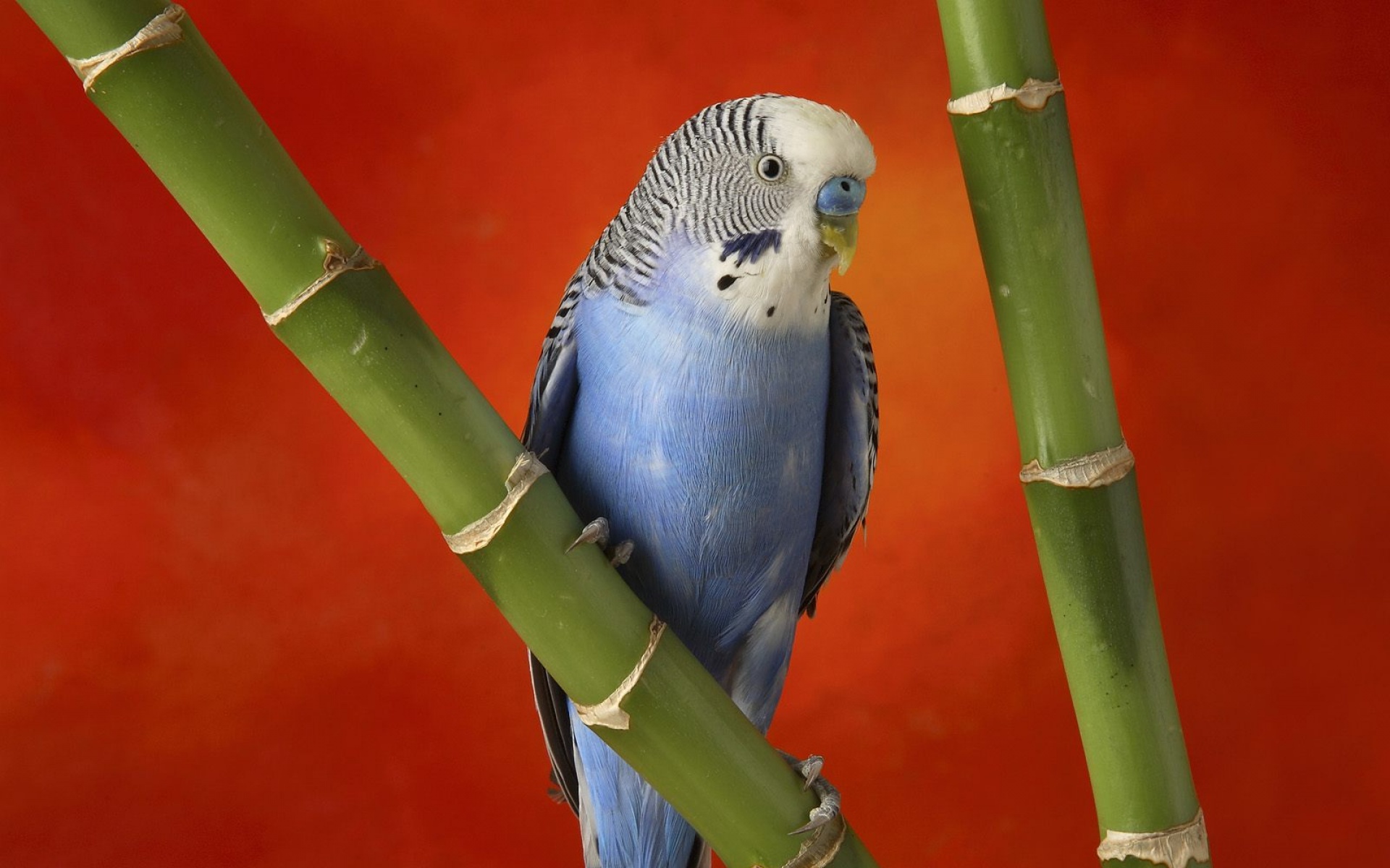 萌宠动物,野生动物,儿童桌面专用