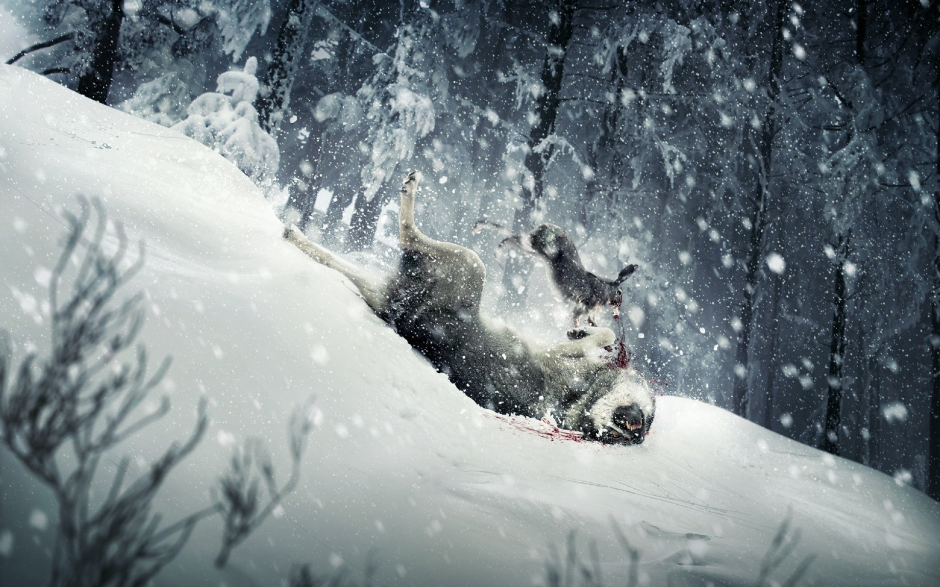 俄罗斯,FIERO,ANIMALS,设计,作品,创意,2012Y十一月08D,儿童桌面专用