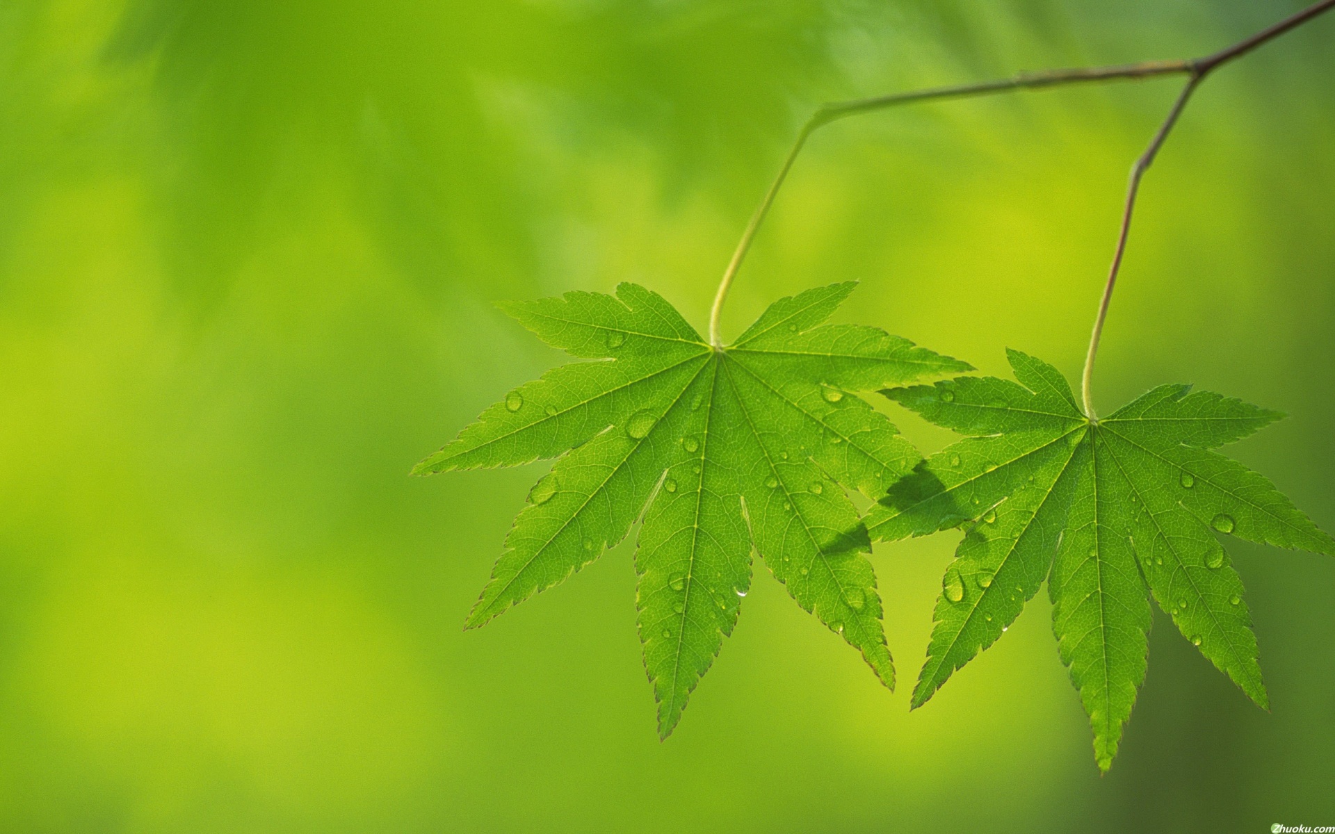 小清新,护眼壁纸,绿色,叶,植物,儿童桌面专用