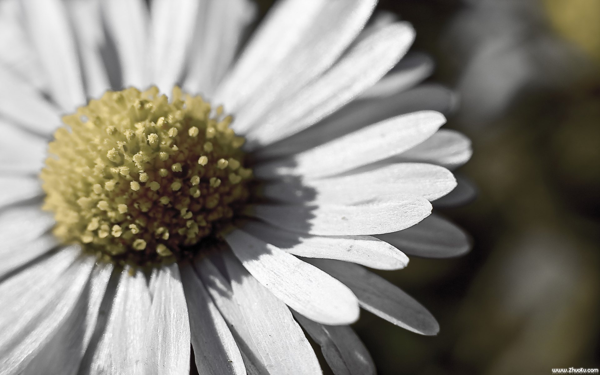小清新,静物写真,静物,花卉,儿童桌面专用