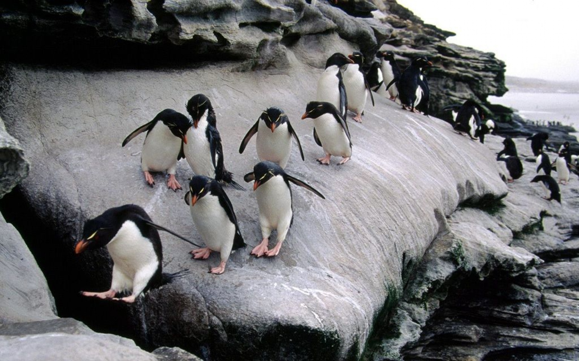 极地物种,企鹅,儿童桌面专用