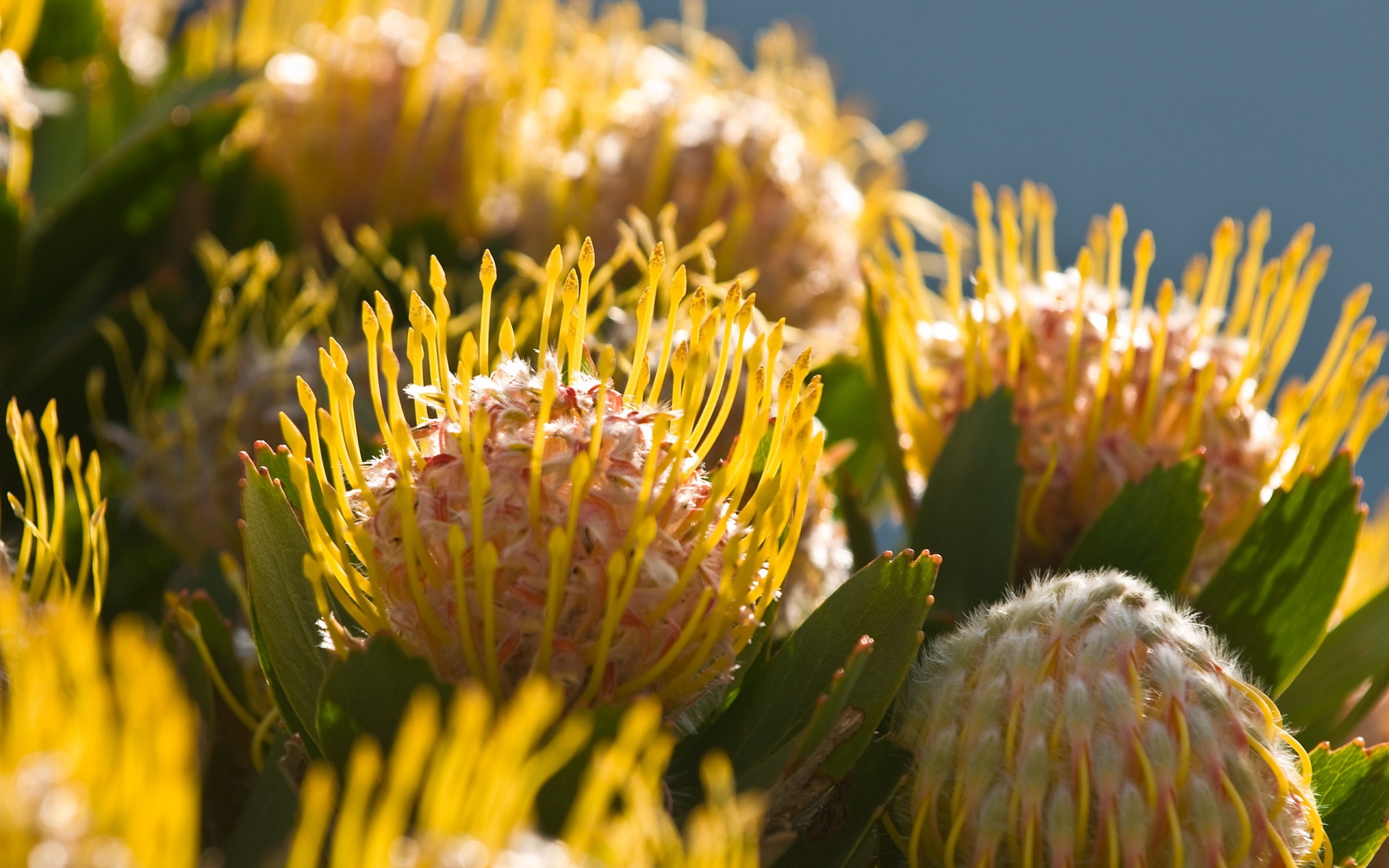 小清新,静物写真,花卉,儿童桌面专用