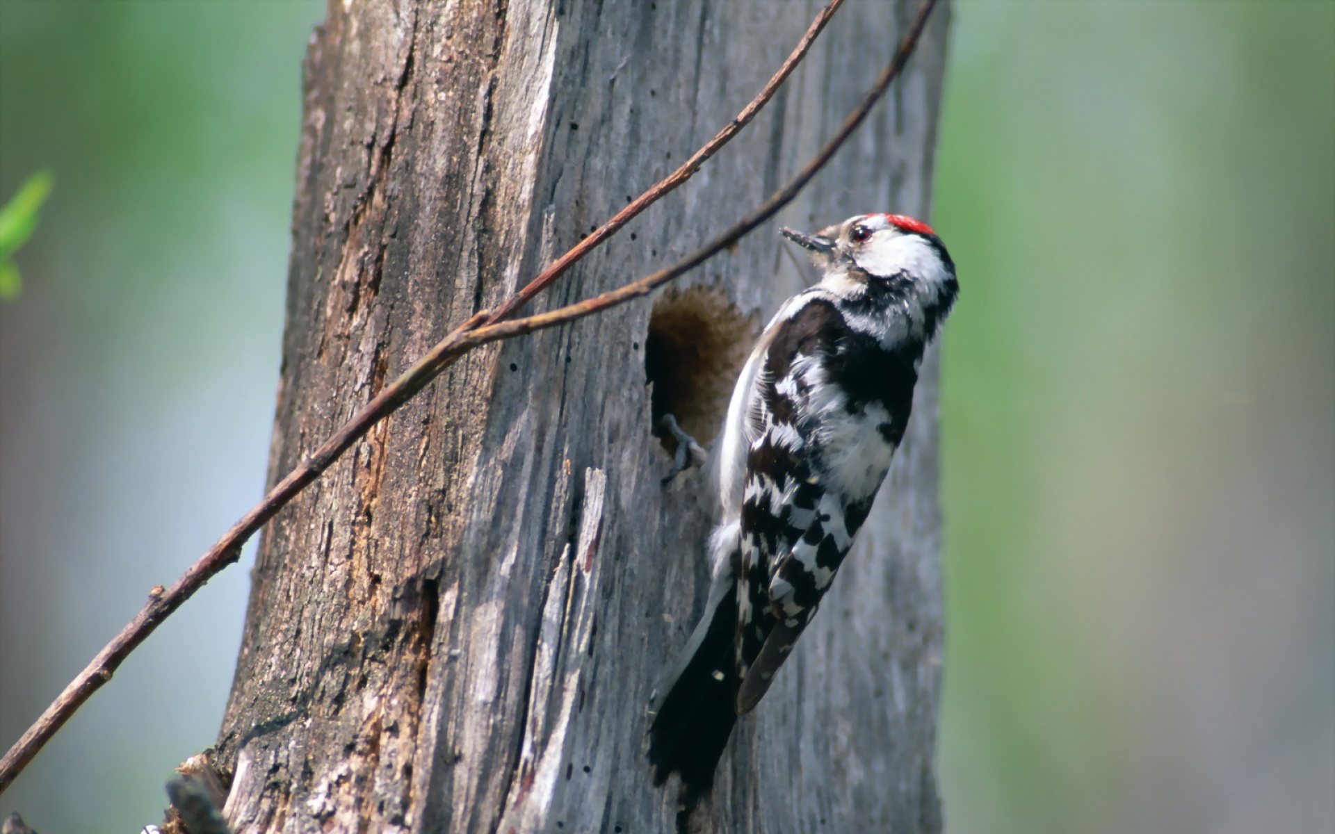 高清,鸟,动物,摄影,2012Y十一月03D,儿童桌面专用