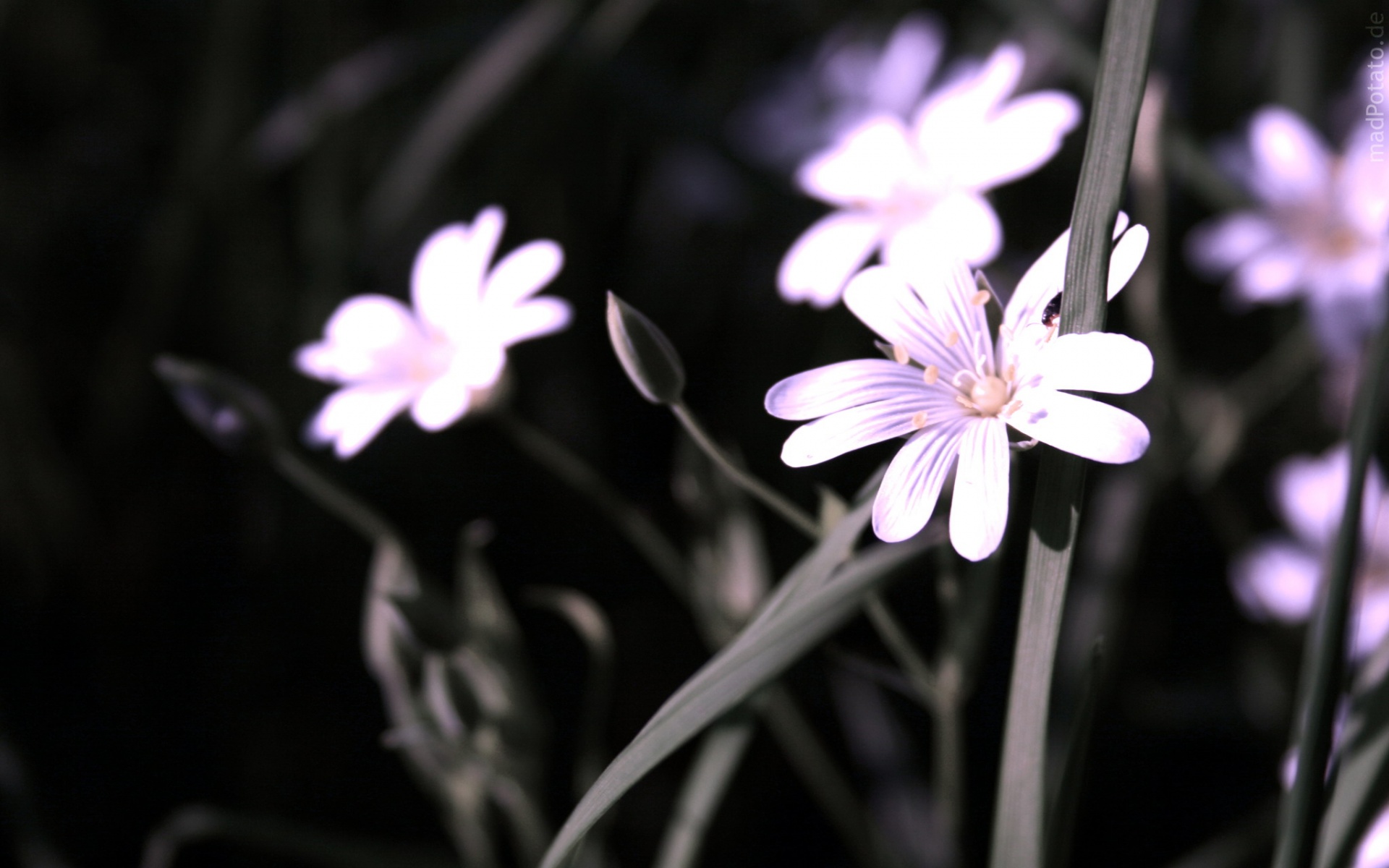 小清新,鸟语花香,花卉,儿童桌面专用