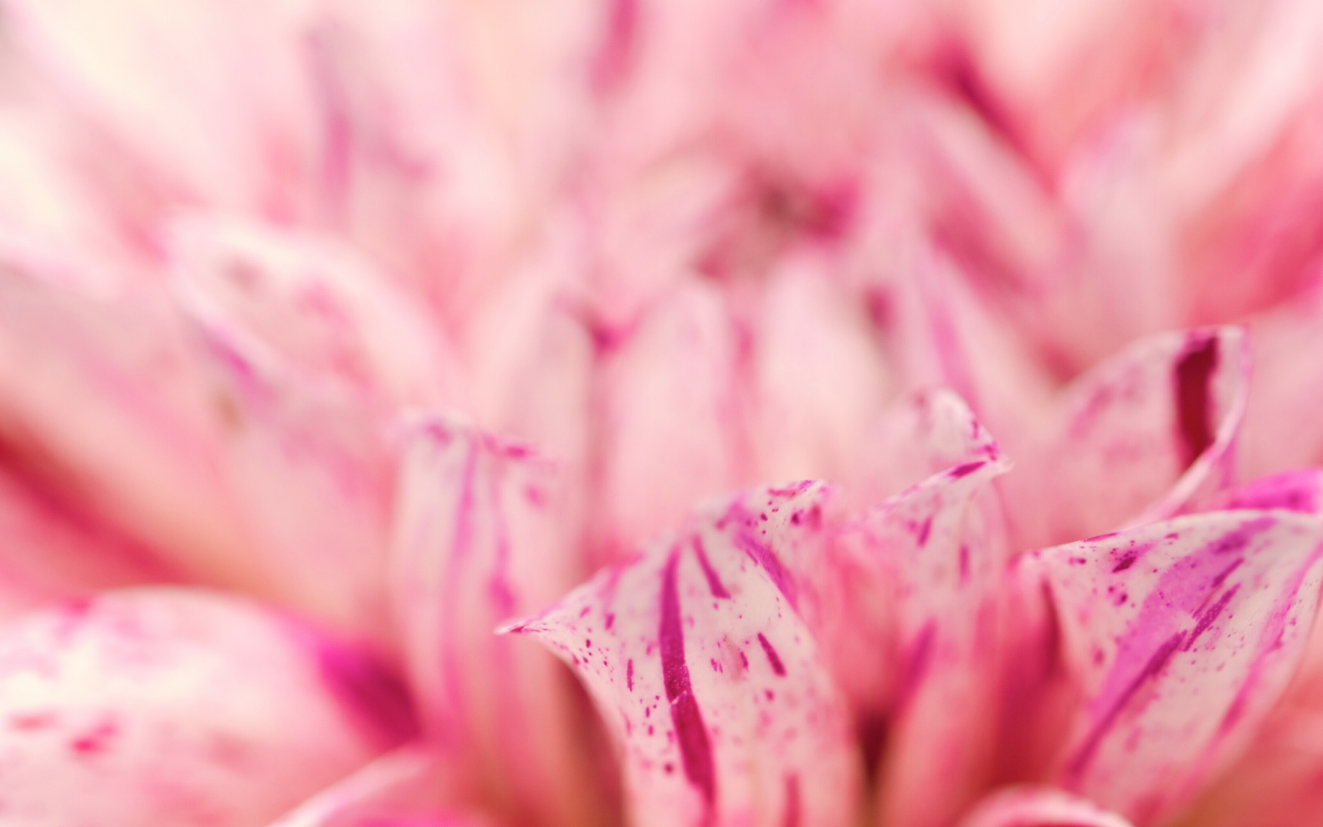 小清新,清新淡雅,花卉,儿童桌面专用