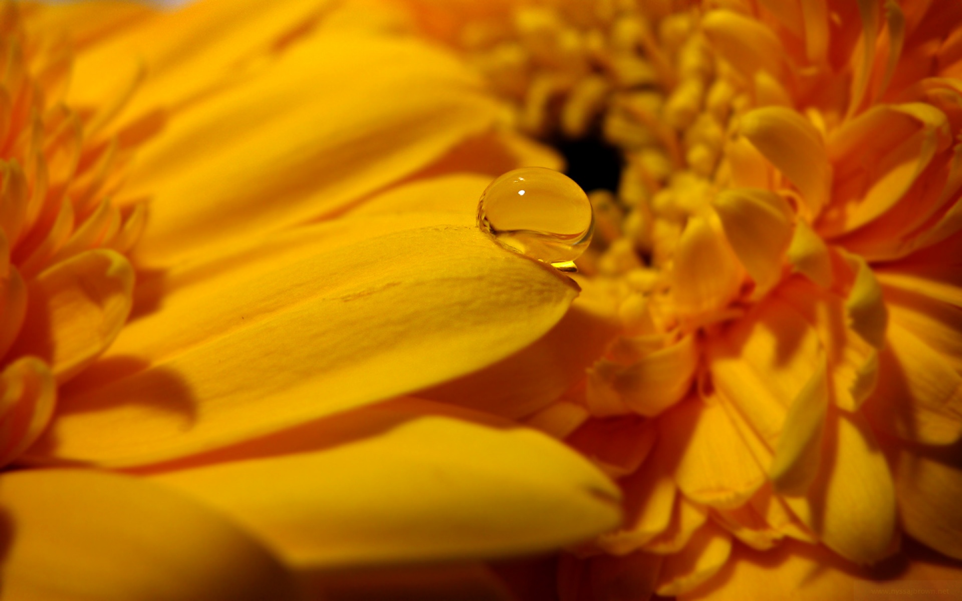 小清新,清新淡雅,花卉,儿童桌面专用