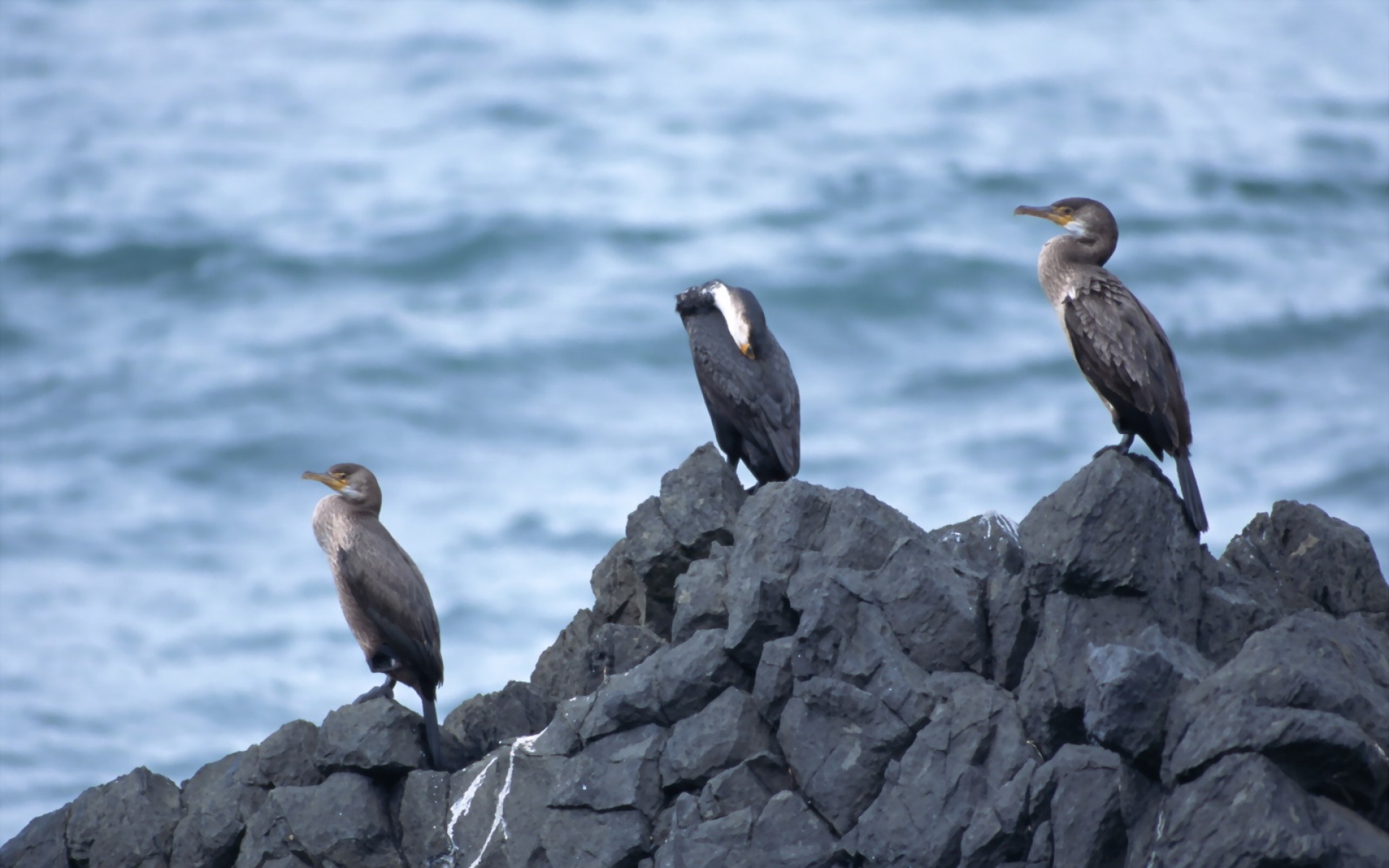 高清,鸟,动物,摄影,2012Y十一月03D,儿童桌面专用