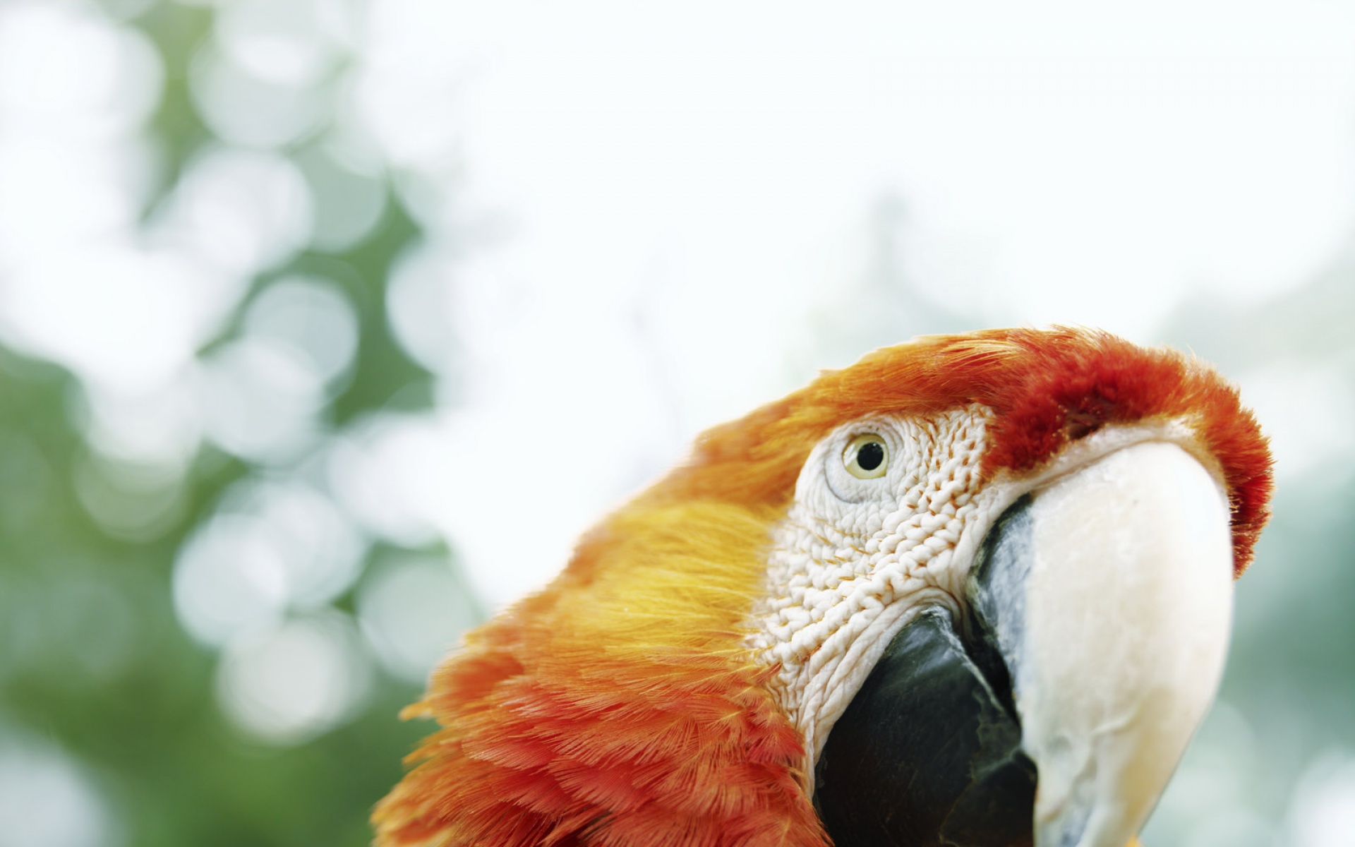 萌宠动物,野生动物,儿童桌面专用