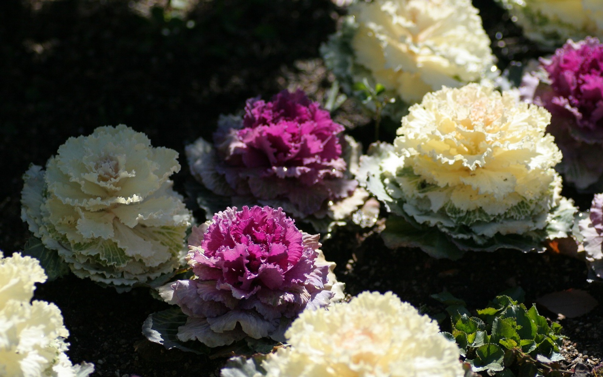 小清新,娇艳欲滴,儿童桌面专用