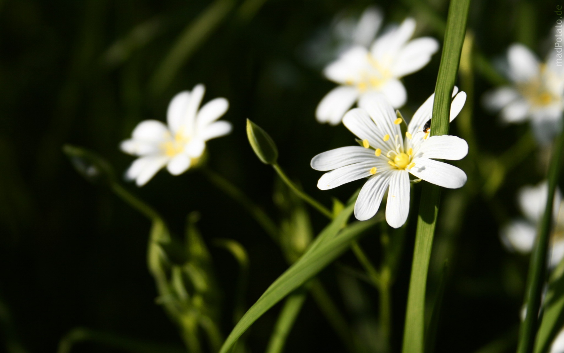 小清新,鸟语花香,花卉,儿童桌面专用