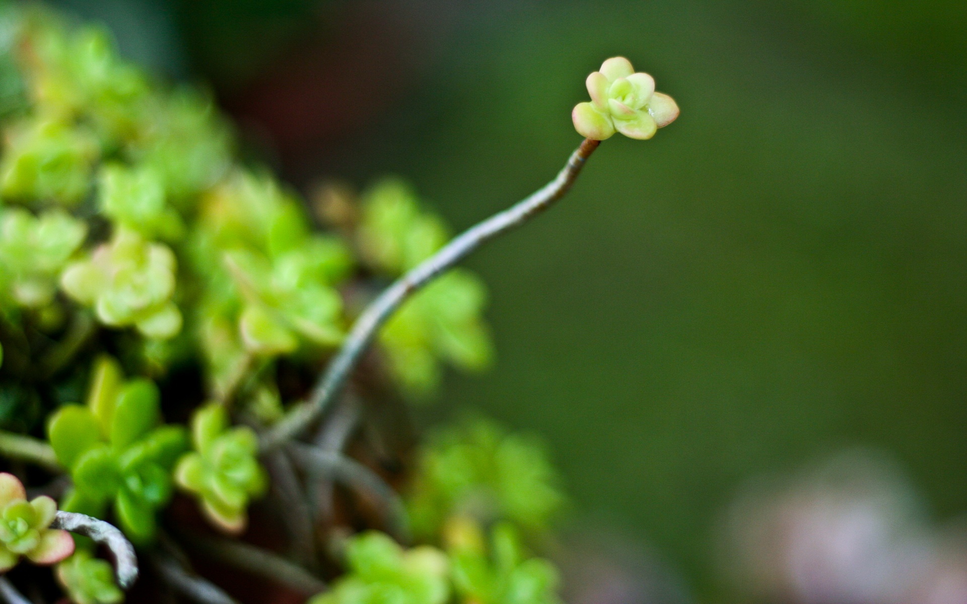 小清新,静物写真,绿色,儿童桌面专用