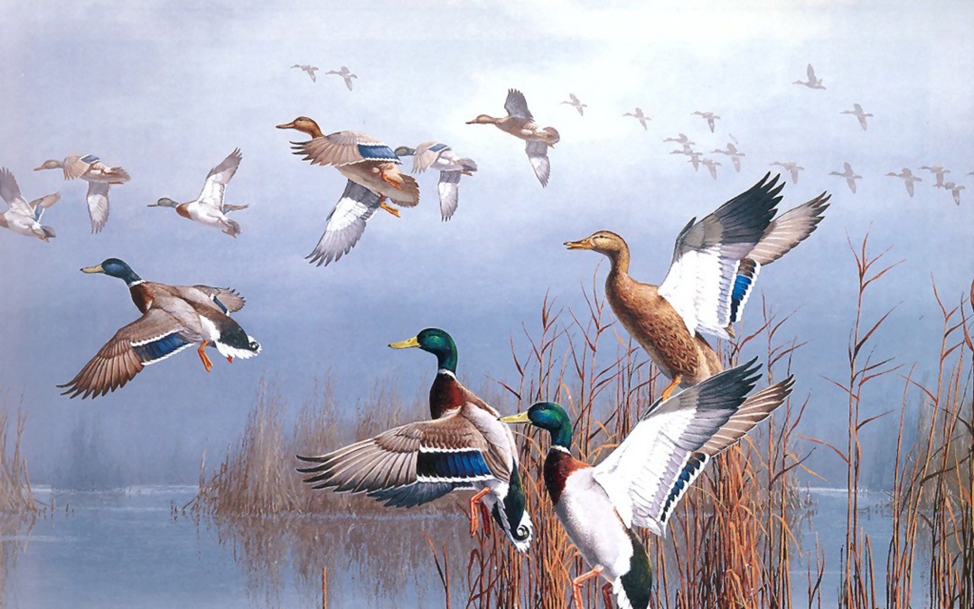 动物,绘画,风格,2012Y十一月08D,儿童桌面专用