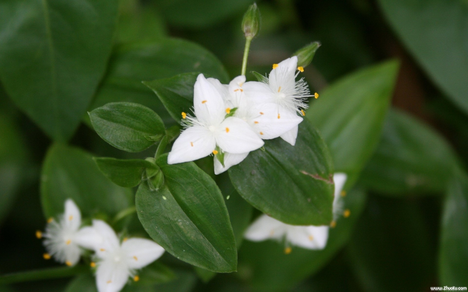 宽屏,植物,单反,2012Y十一月04D,儿童桌面专用