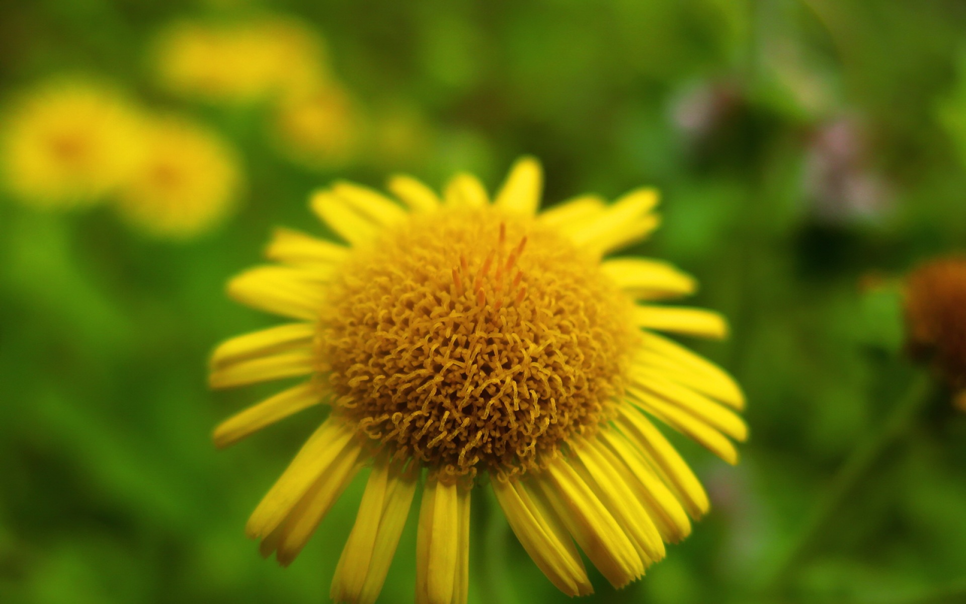 小清新,娇艳欲滴,儿童桌面专用