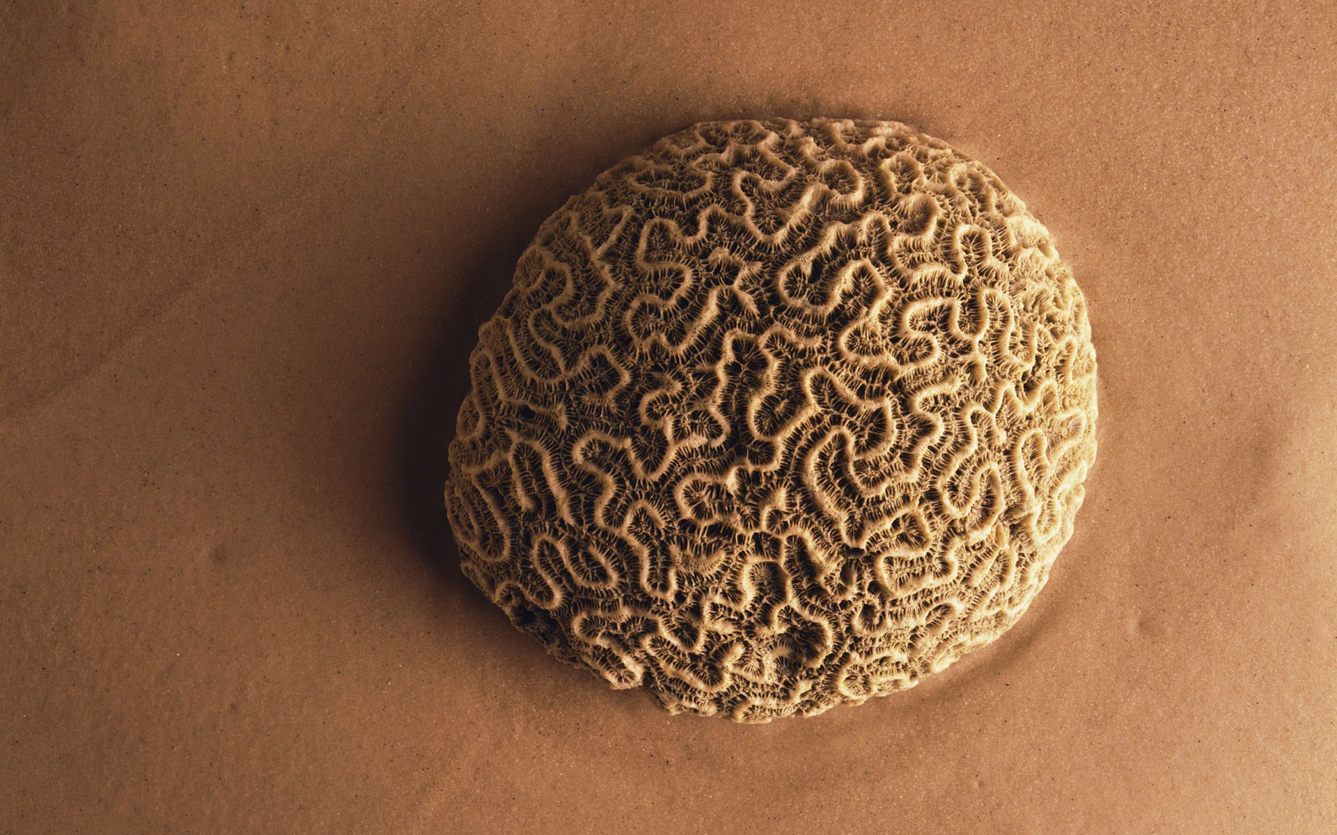 冷调,风格,动物,植物,标本,摄影,宽屏,2012Y十一月03D,儿童桌面专用