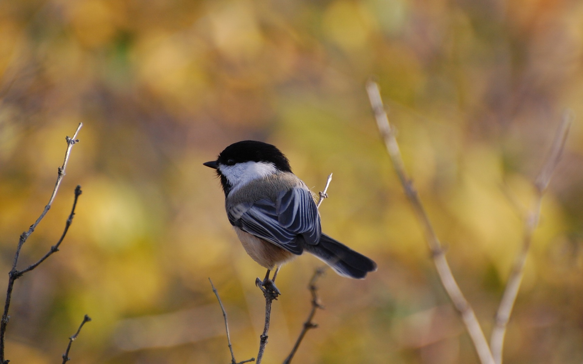 萌宠,小鸟天地,小鸟,儿童桌面专用