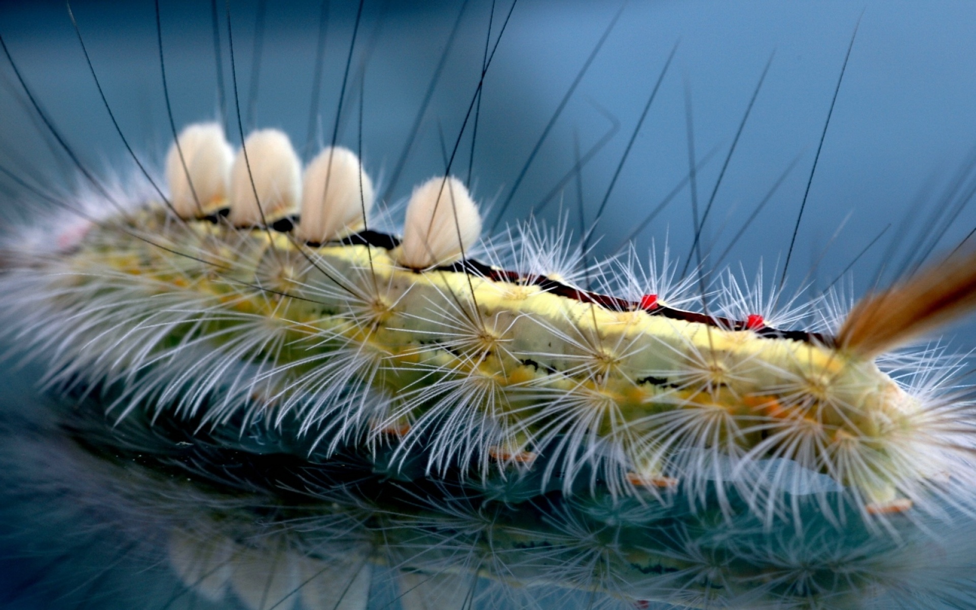 高清,动物,2012Y十一月12D,儿童桌面专用