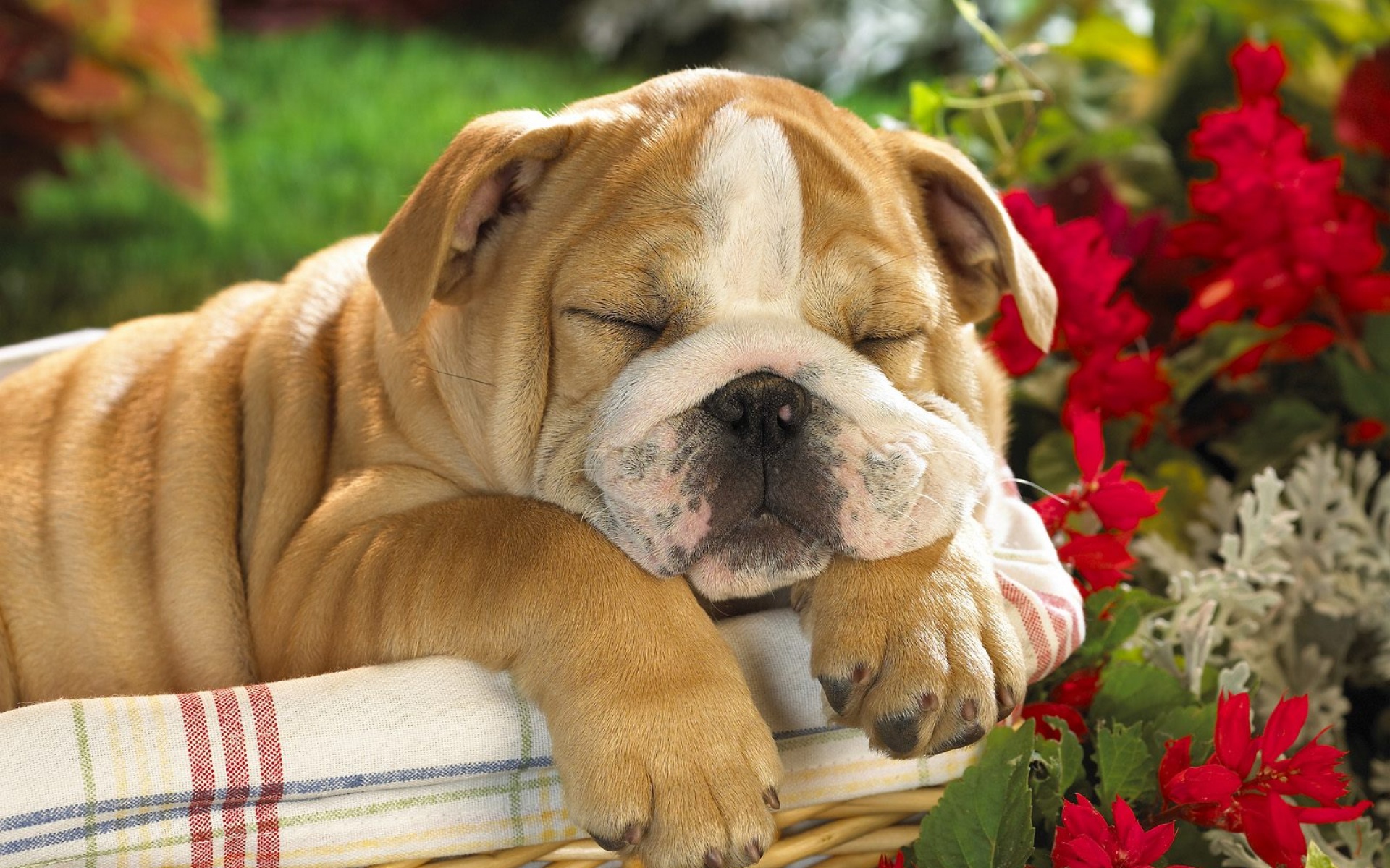 动物,合集,2012Y十一月11D,儿童桌面专用