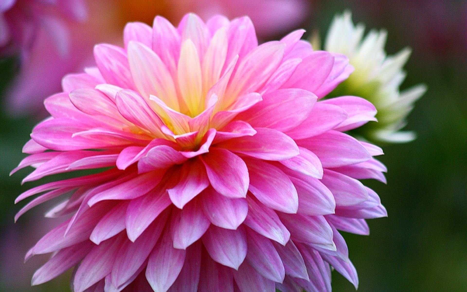 小清新,娇艳欲滴,菊花,植物,儿童桌面专用