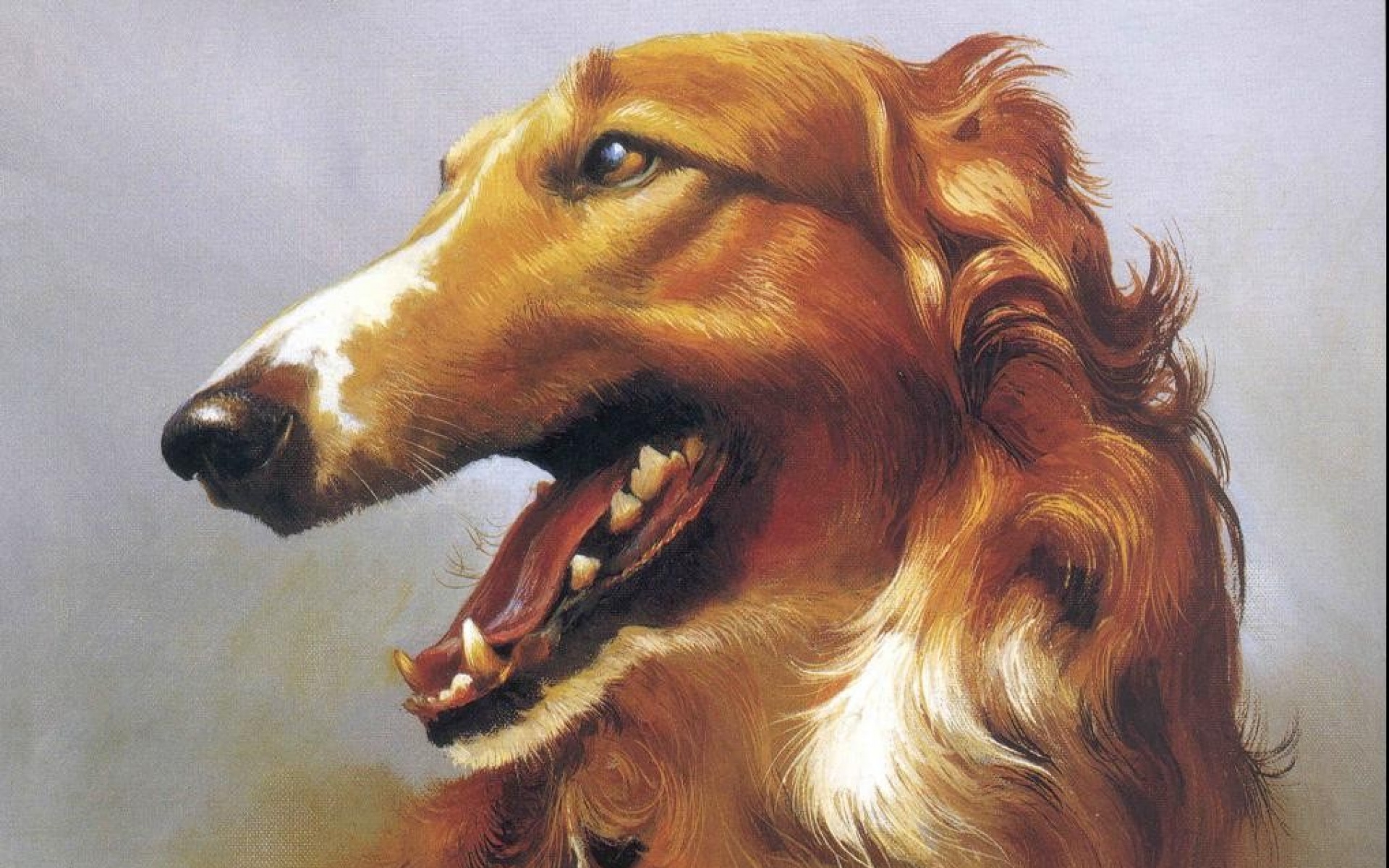 动物,绘画,风格,2012Y十一月04D,儿童桌面专用