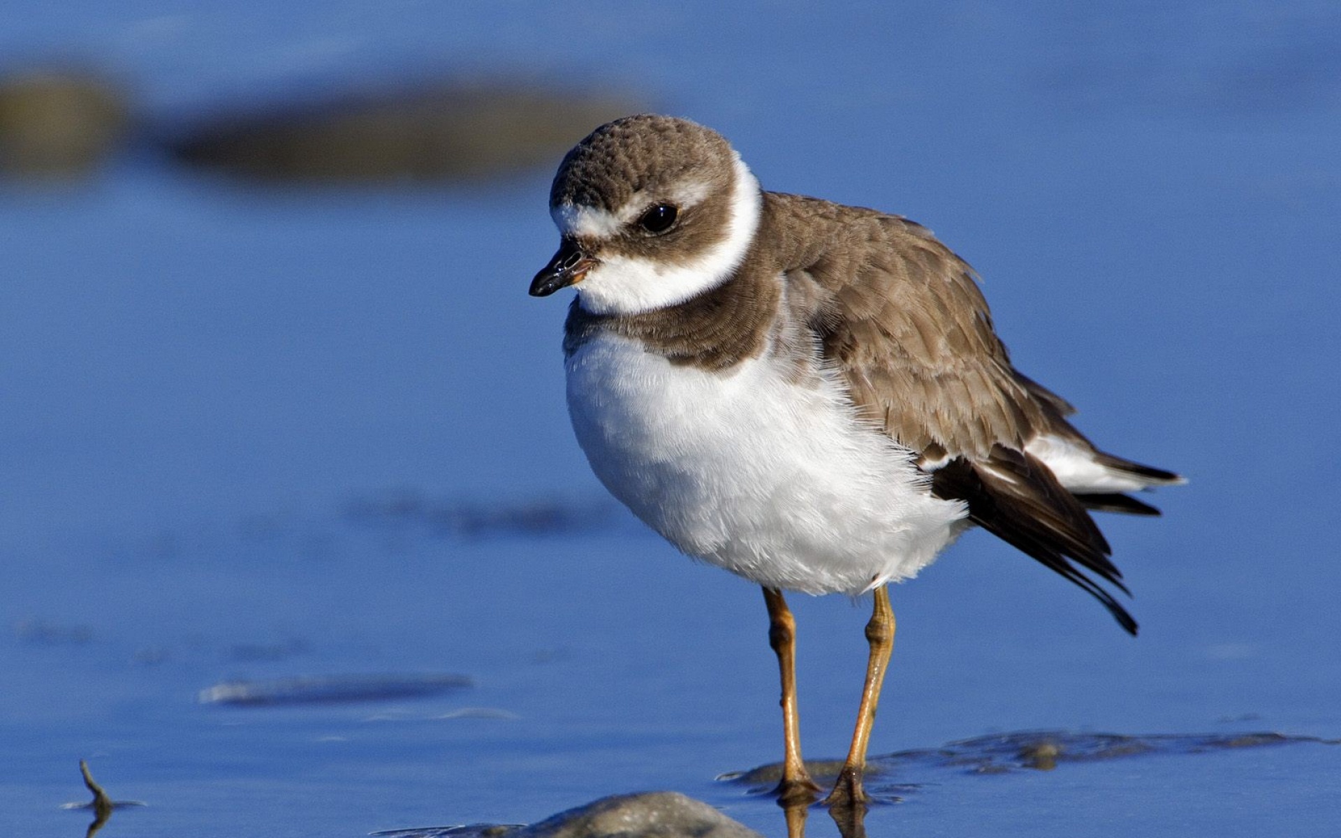 小鸟天地,鸟,儿童桌面专用