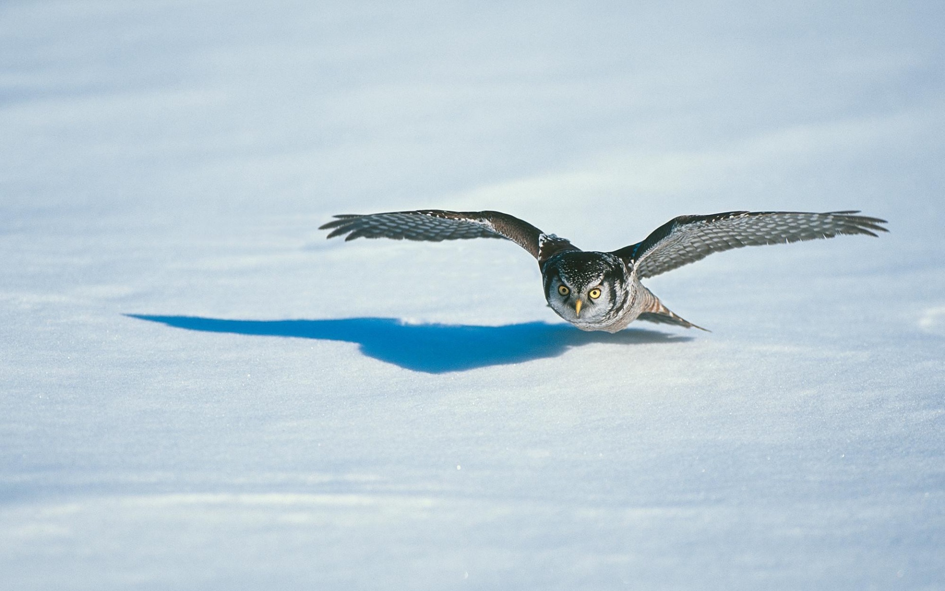 野生动物,猫头鹰,儿童桌面专用