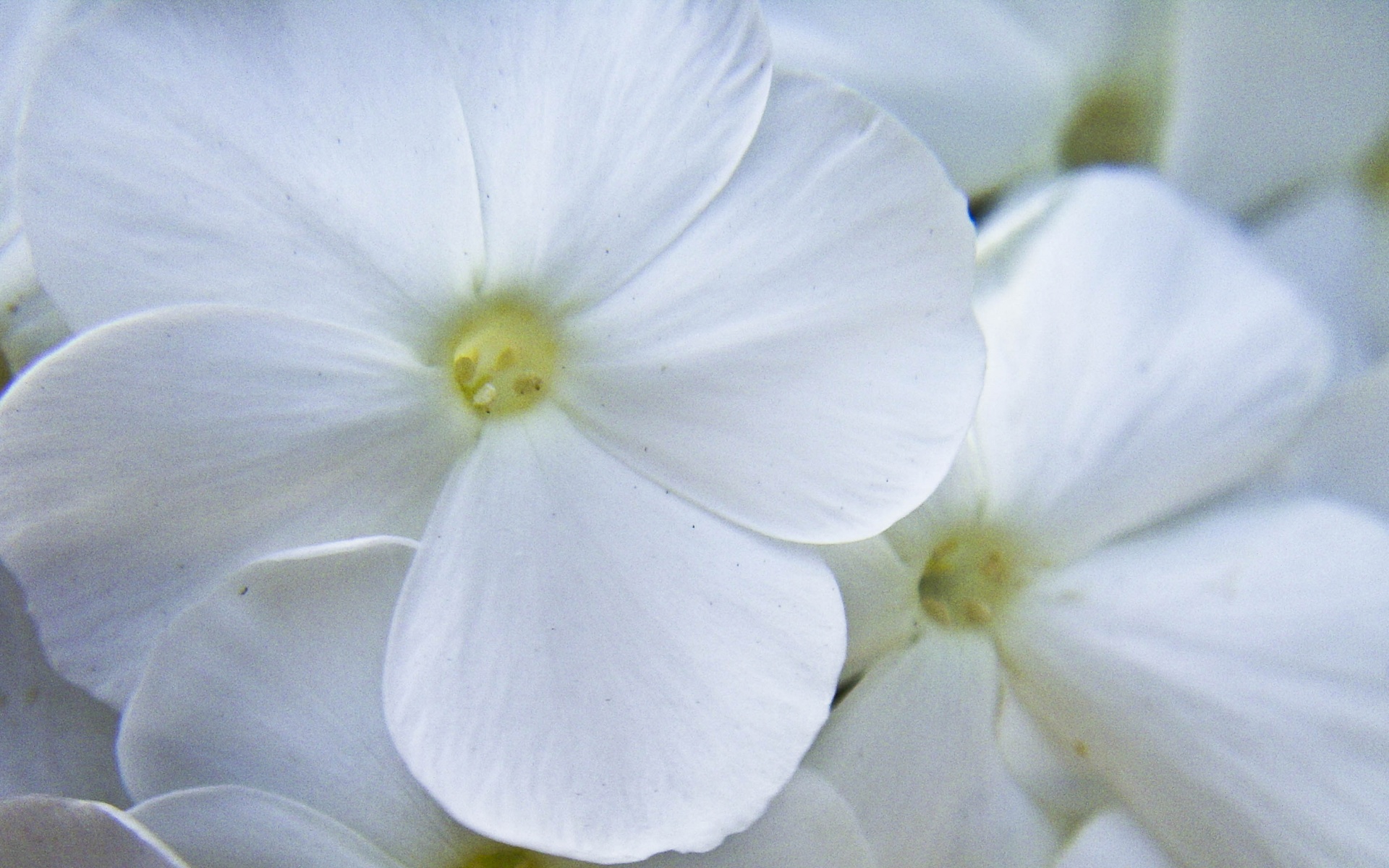 小清新,清新淡雅,花卉,儿童桌面专用