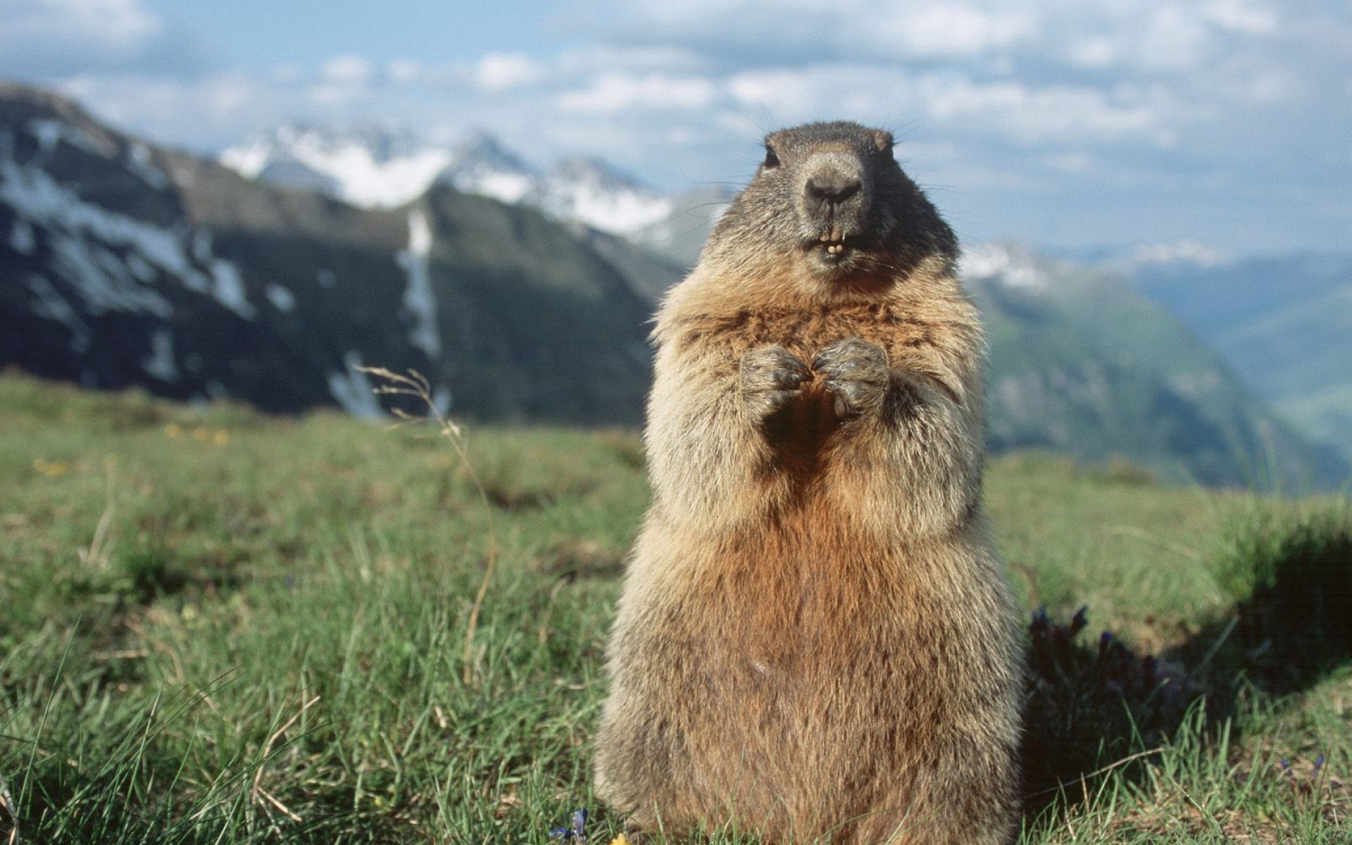 野生动物,仓鼠,儿童桌面专用
