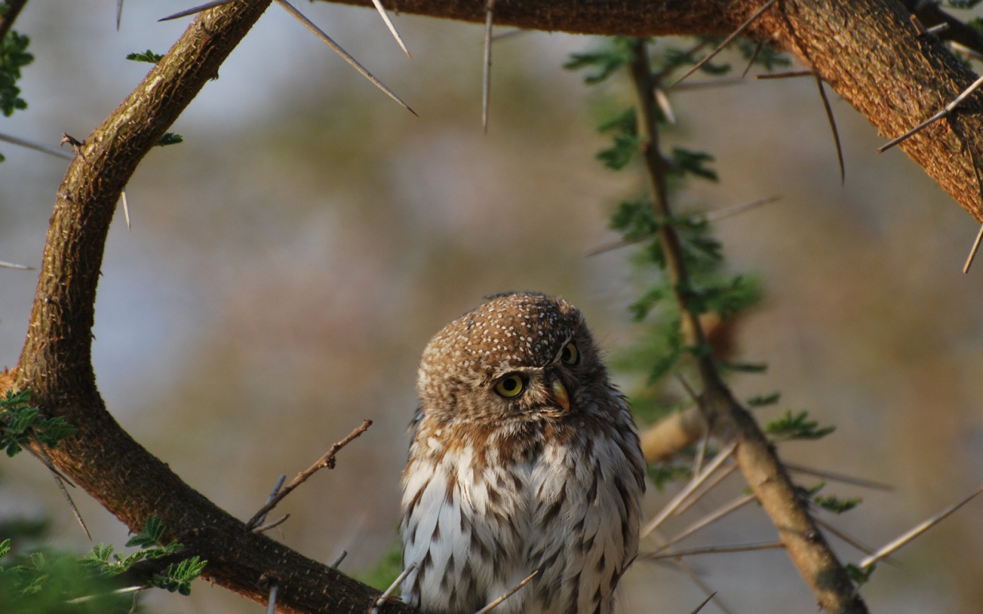 世界地理,动物,高清,2012Y十一月01D,儿童桌面专用