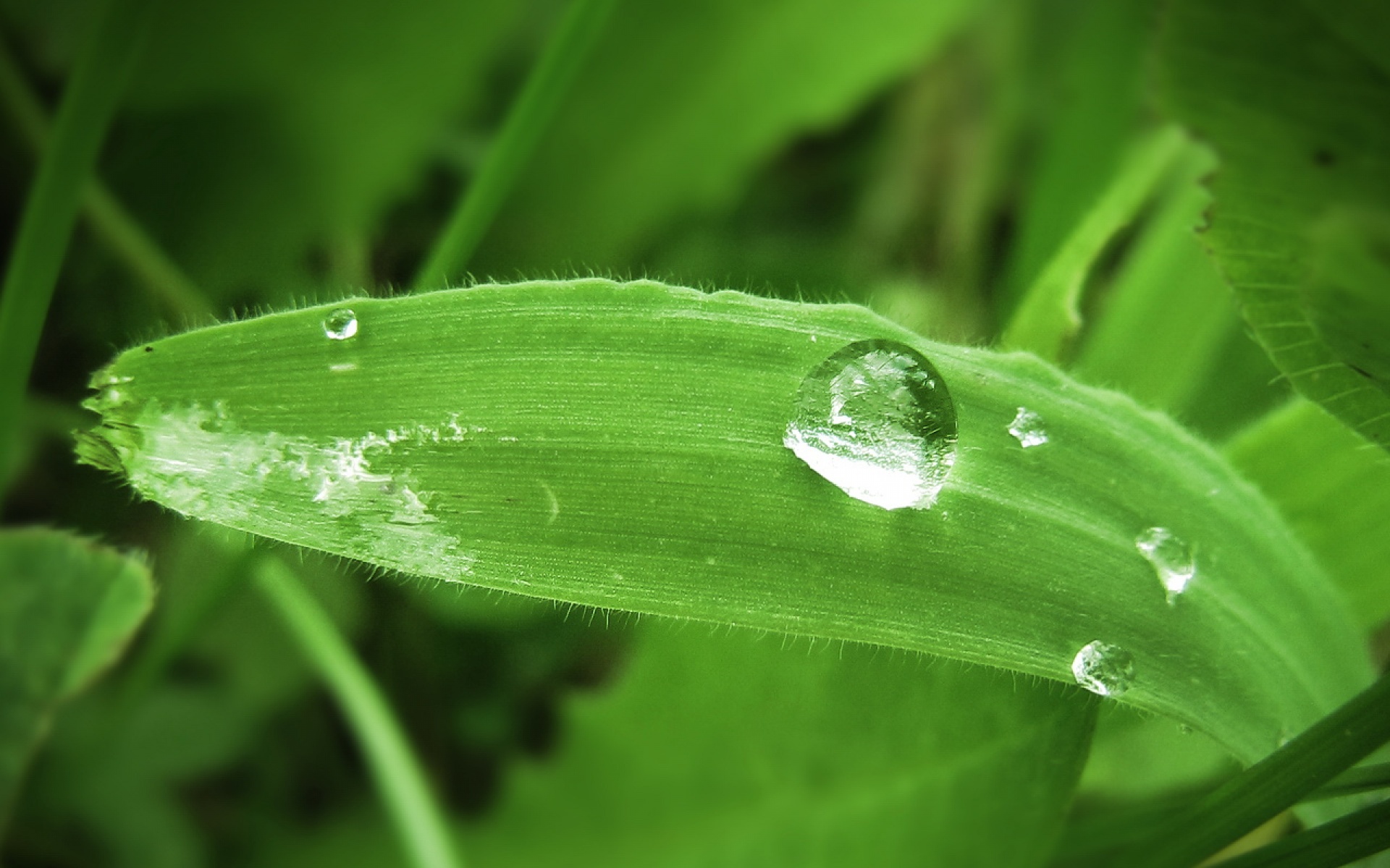 小清新,护眼壁纸,植物,绿色,水珠,儿童桌面专用