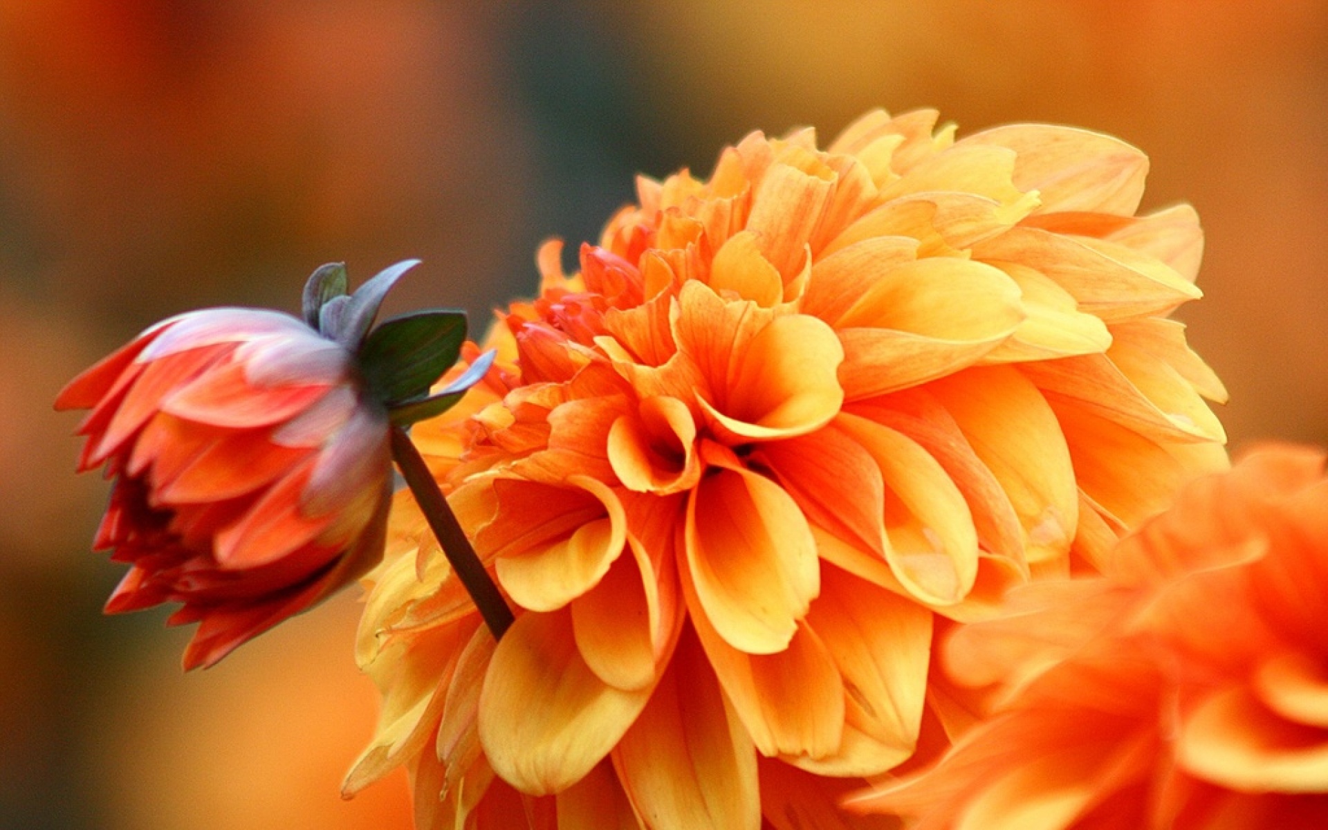 小清新,静物写真,菊花,植物,儿童桌面专用