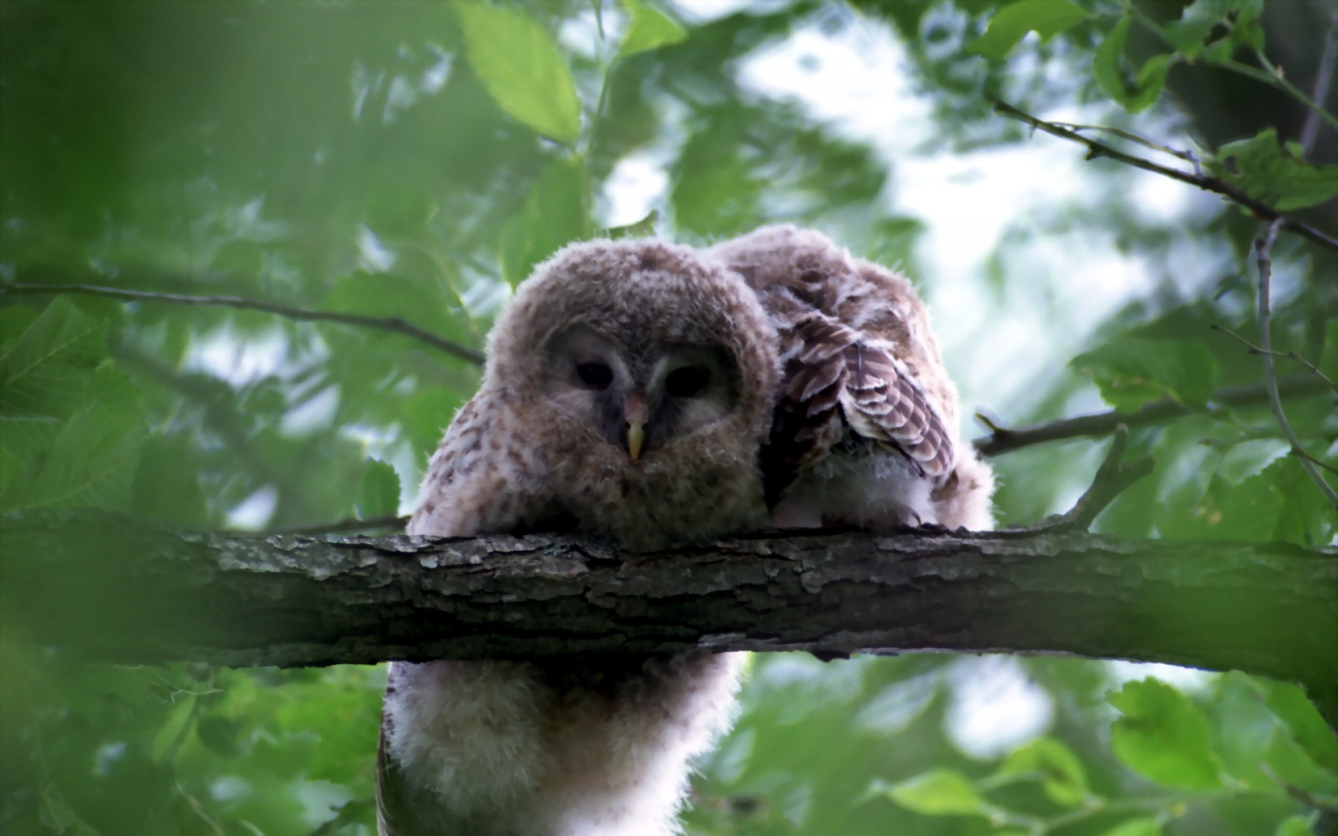 高清,鸟,动物,摄影,2012Y十一月04D,儿童桌面专用
